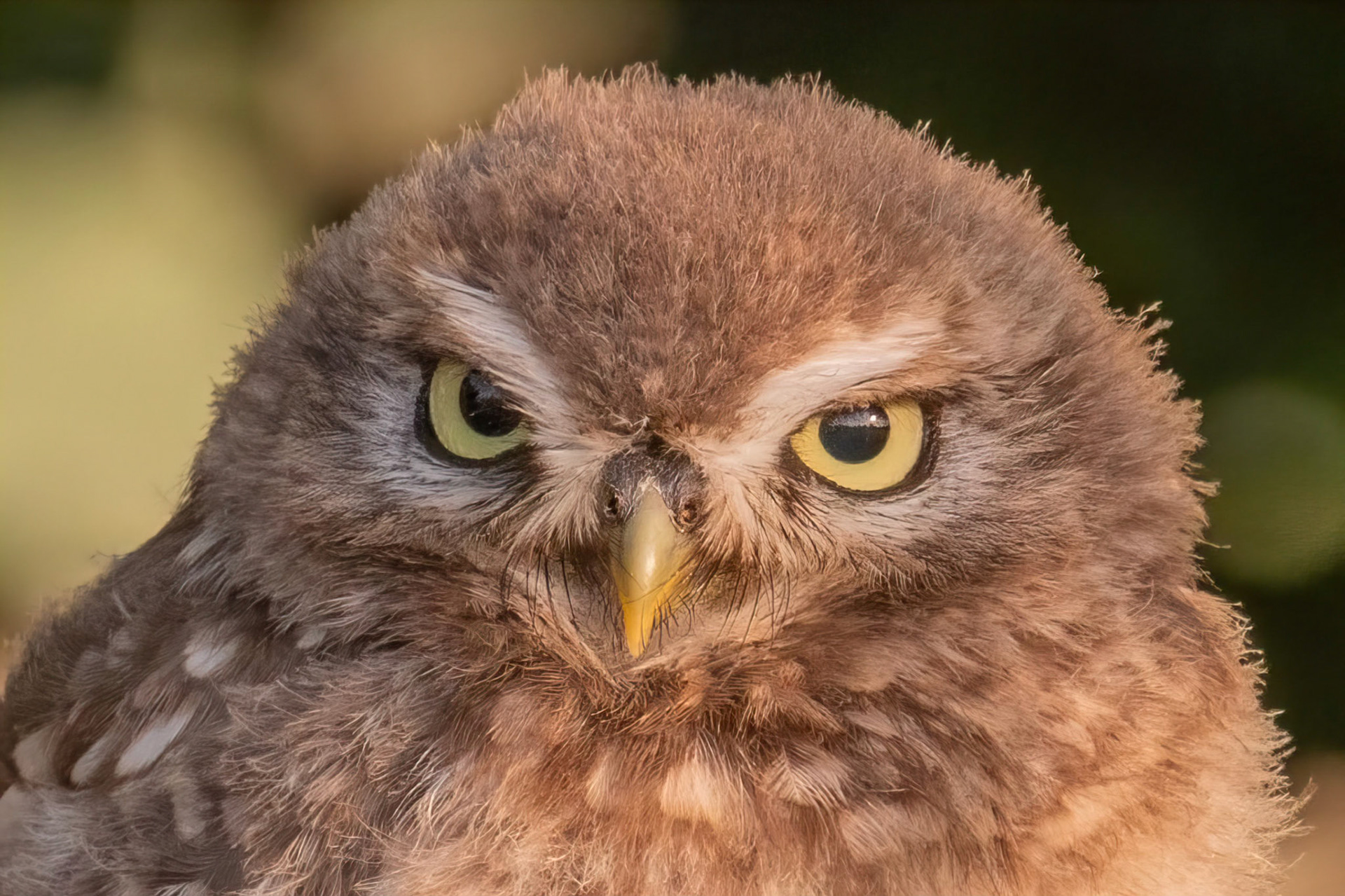 Little Owl ⒸArthur Cicada 2022