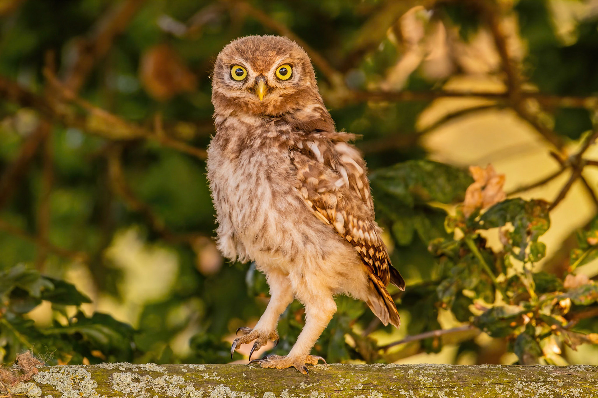 Little Owl ⒸArthur Cicada 2022