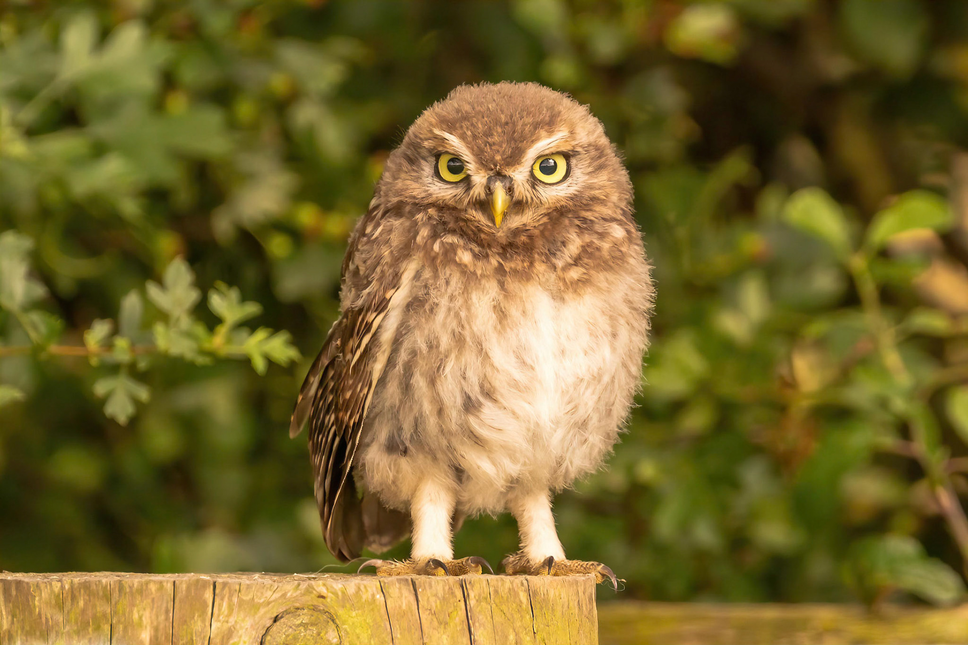 Little Owl ⒸArthur Cicada 2022
