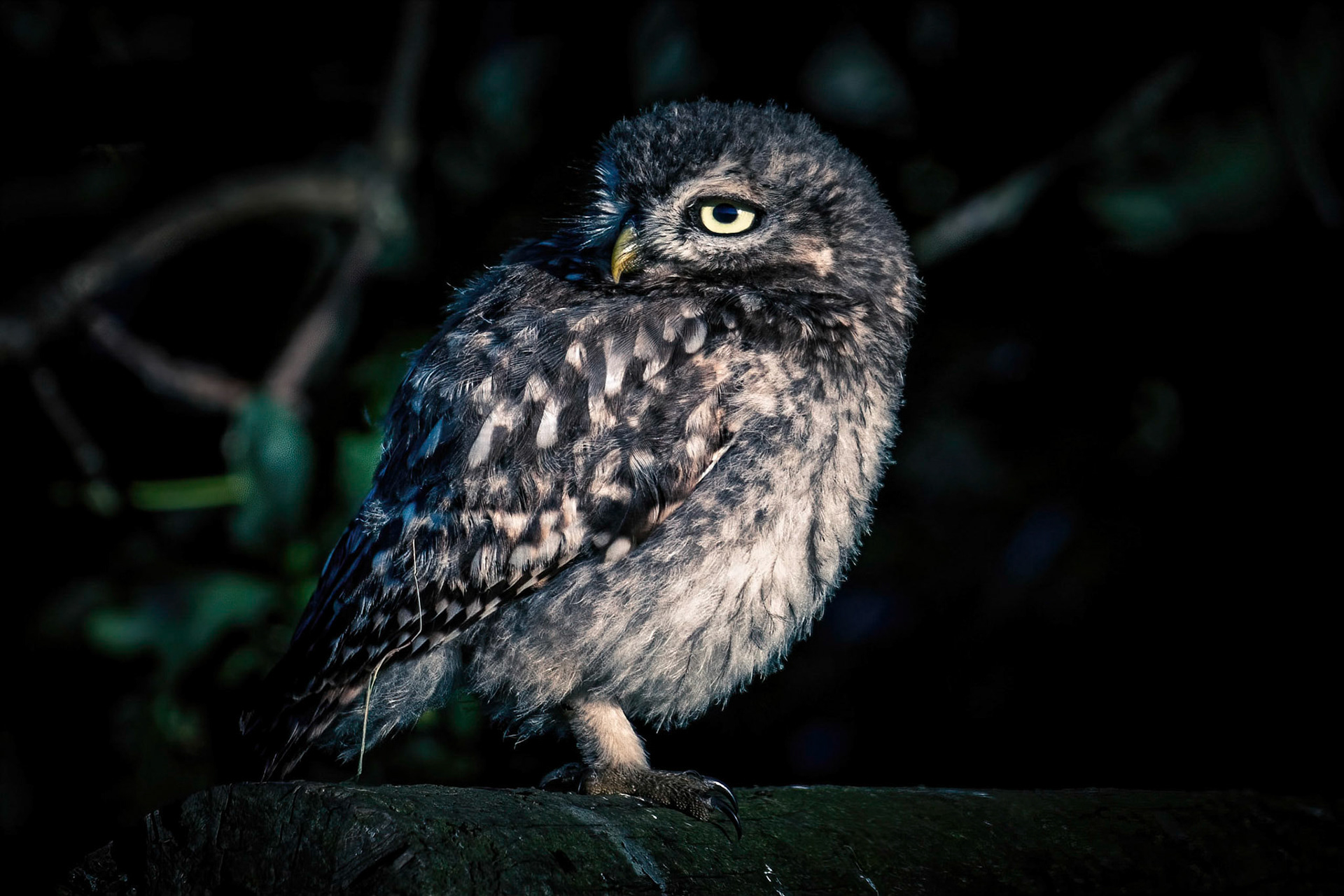 Little Owl ⒸArthur Cicada 2022