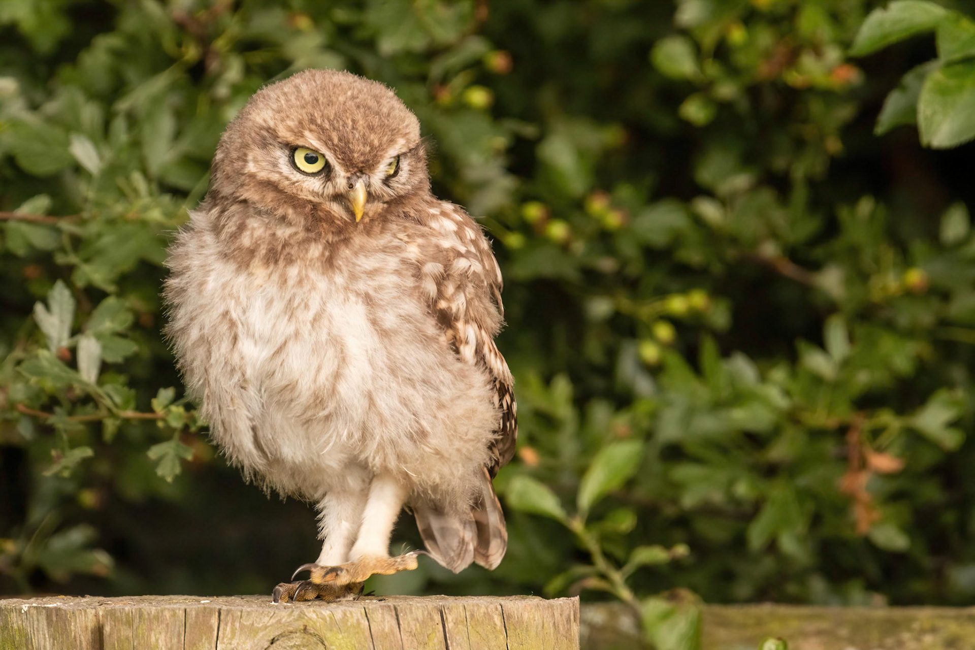 Little Owl ⒸArthur Cicada 2022