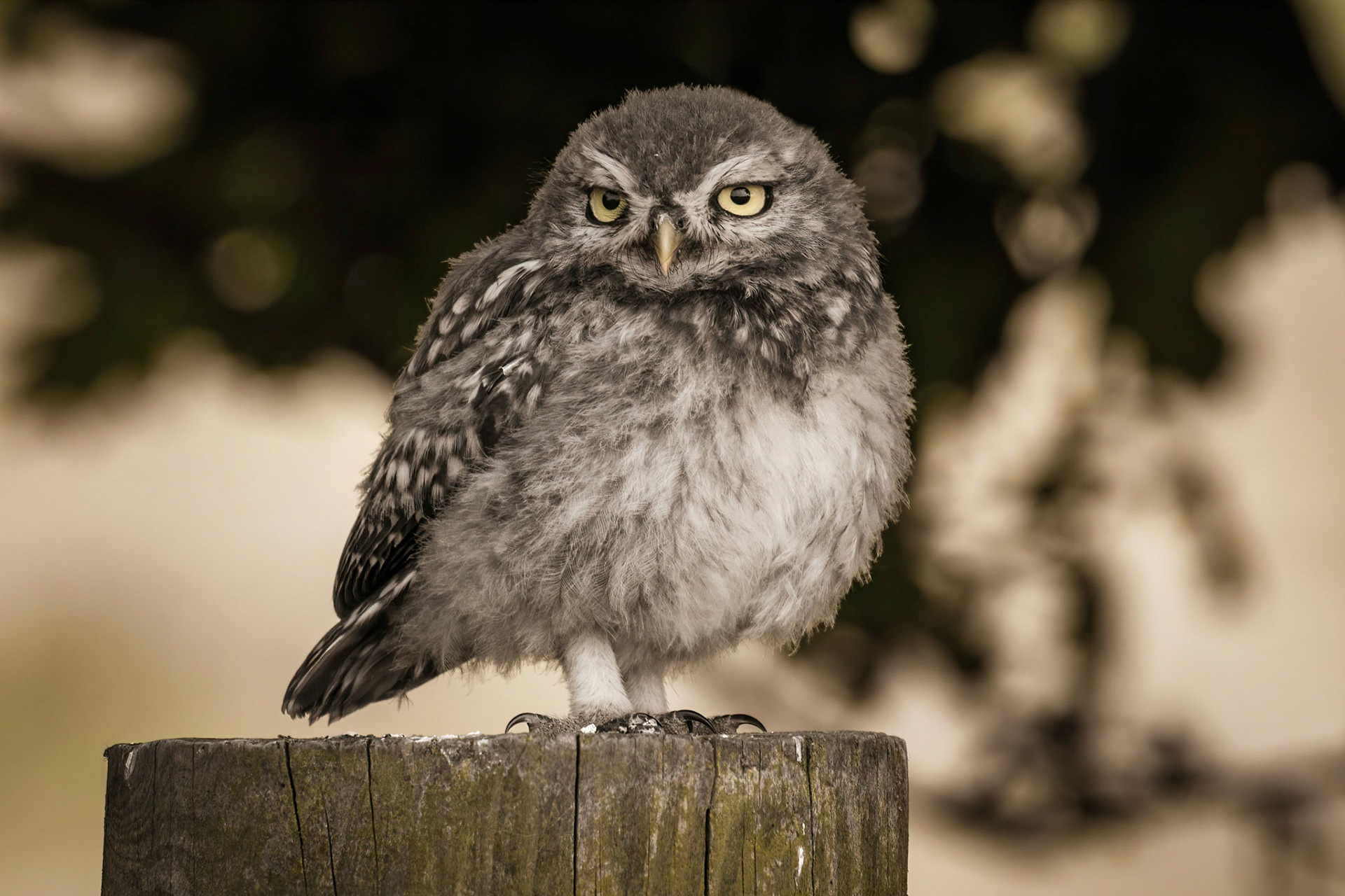 Little Owl ⒸArthur Cicada 2022