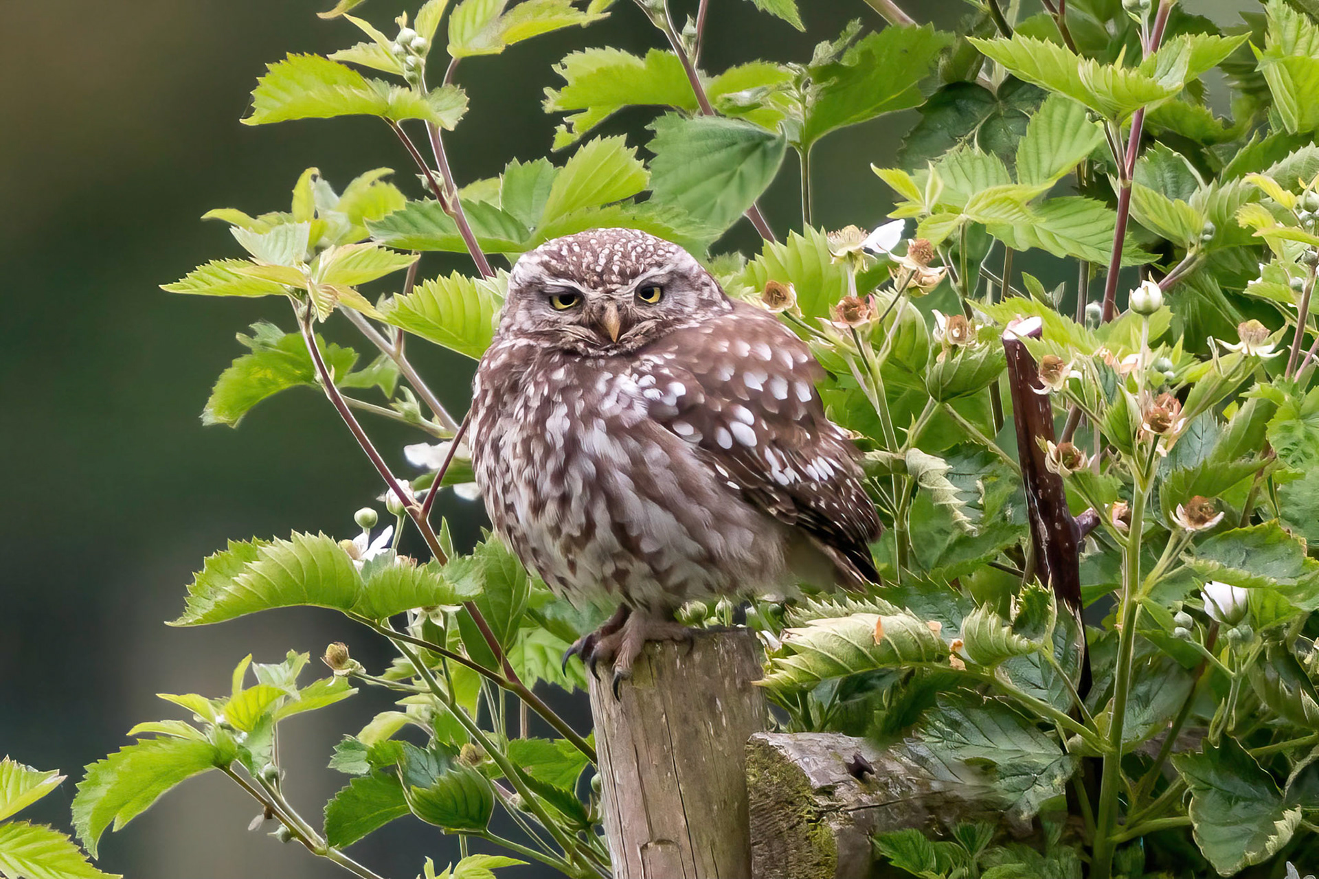 Little Owl ⒸArthur Cicada 2022
