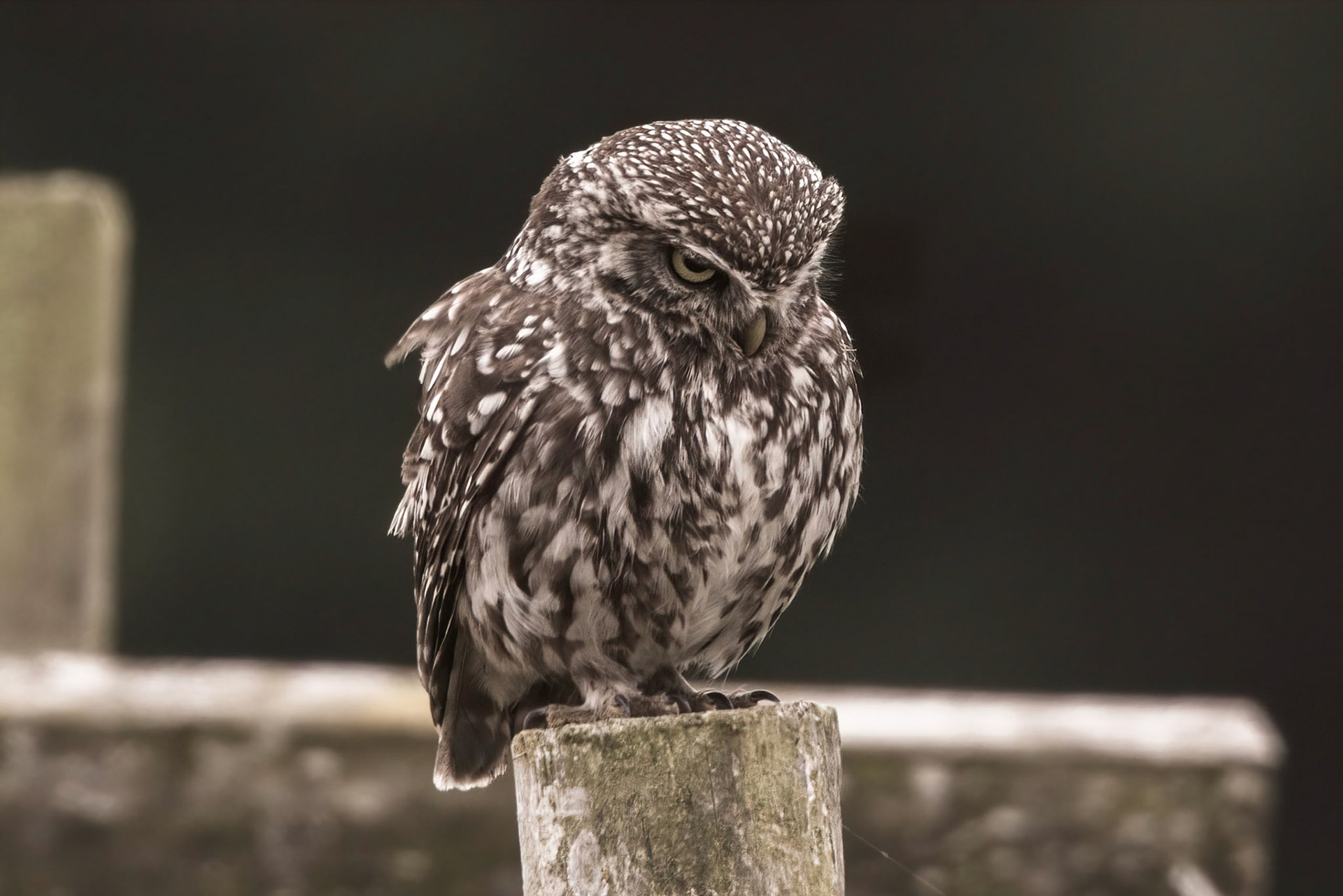 Little Owl ⒸArthur Cicada 2022