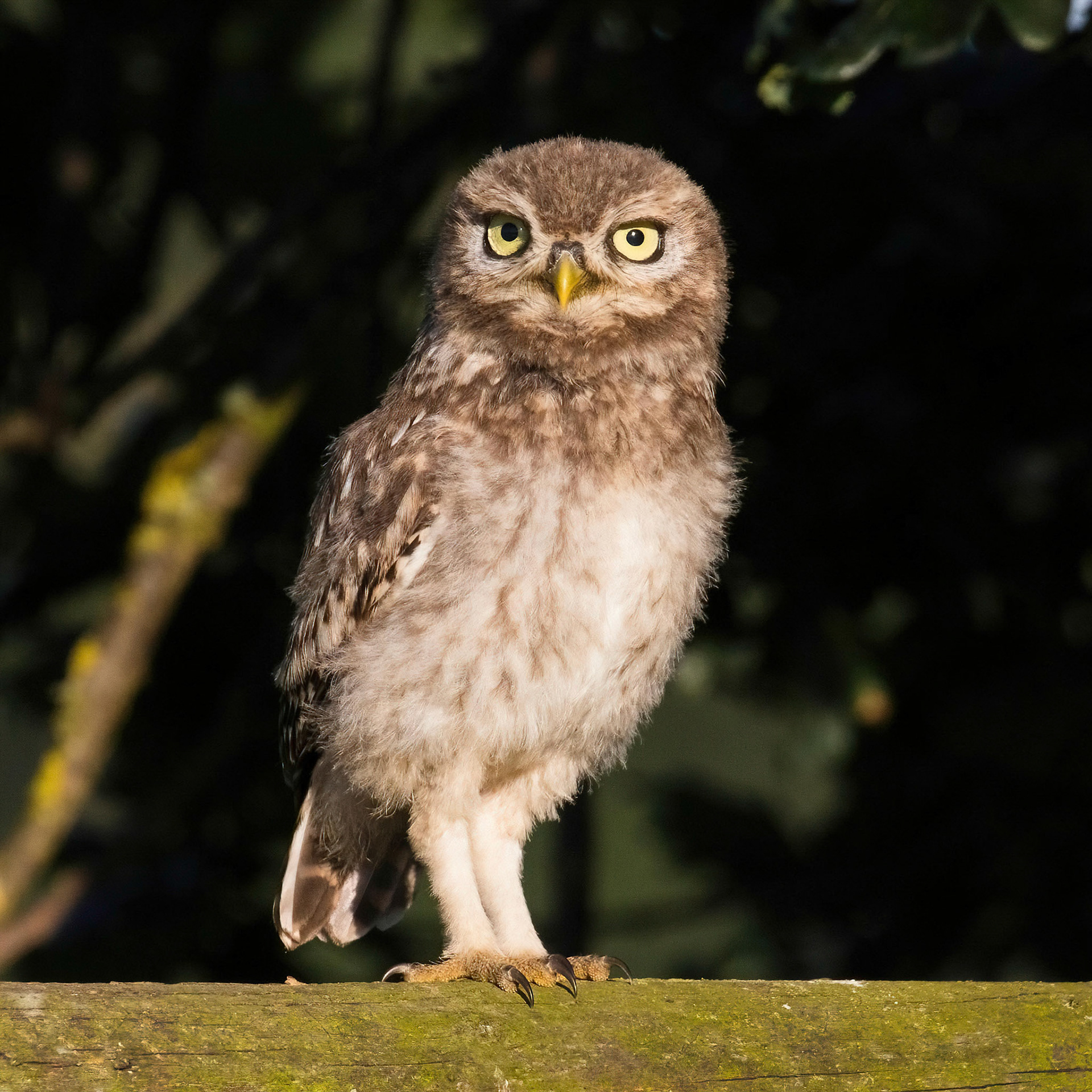 Little Owl ⒸArthur Cicada 2022