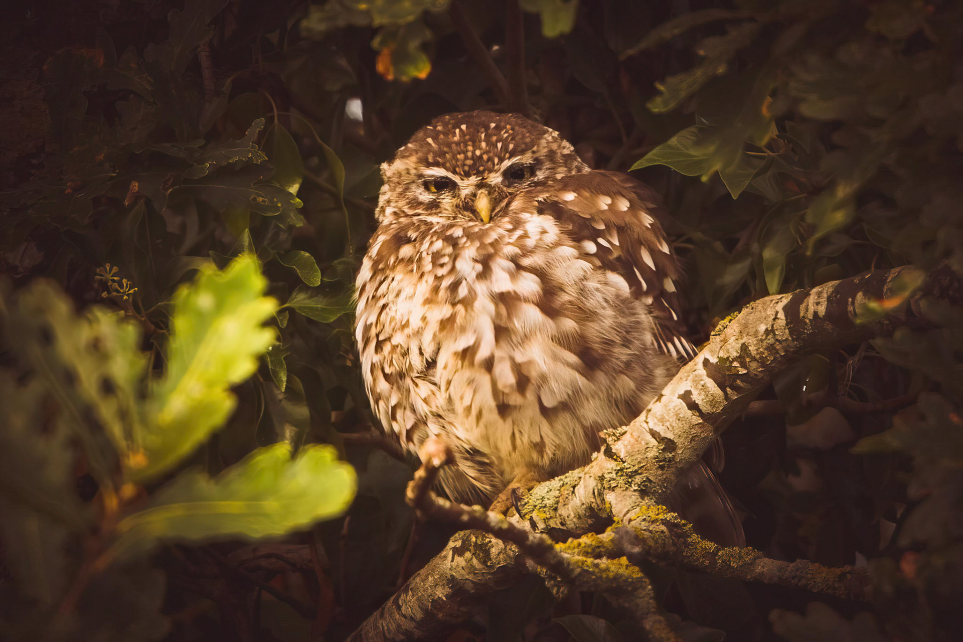 Little Owl ⒸArthur Cicada 2022