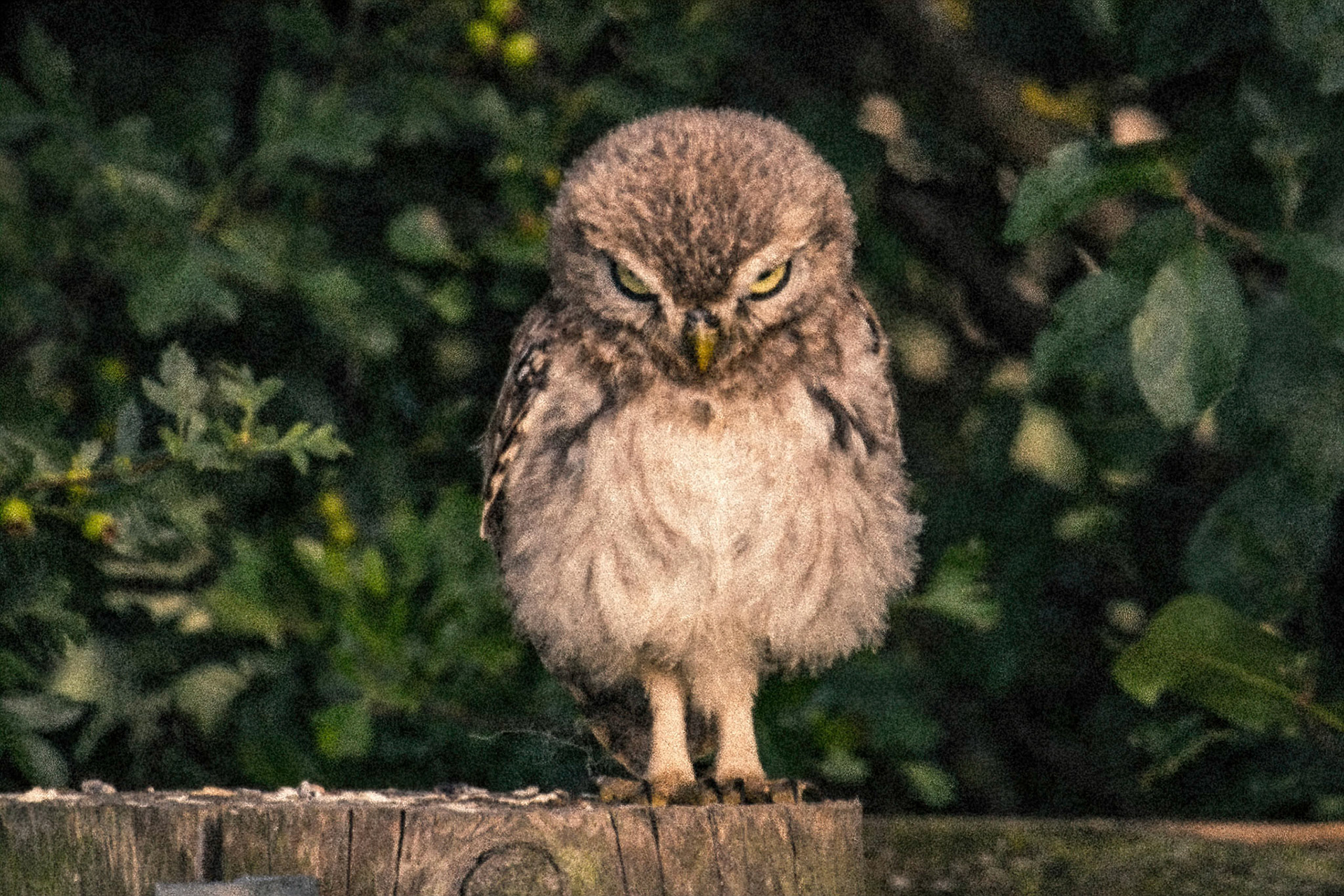 Little Owl ⒸArthur Cicada 2022