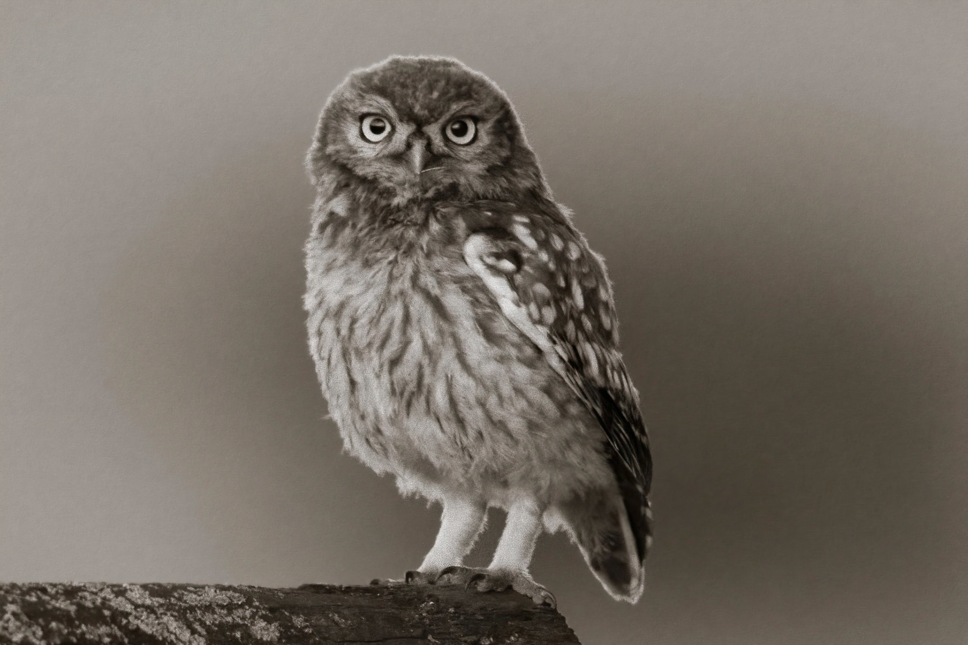 Little Owl ⒸArthur Cicada 2022