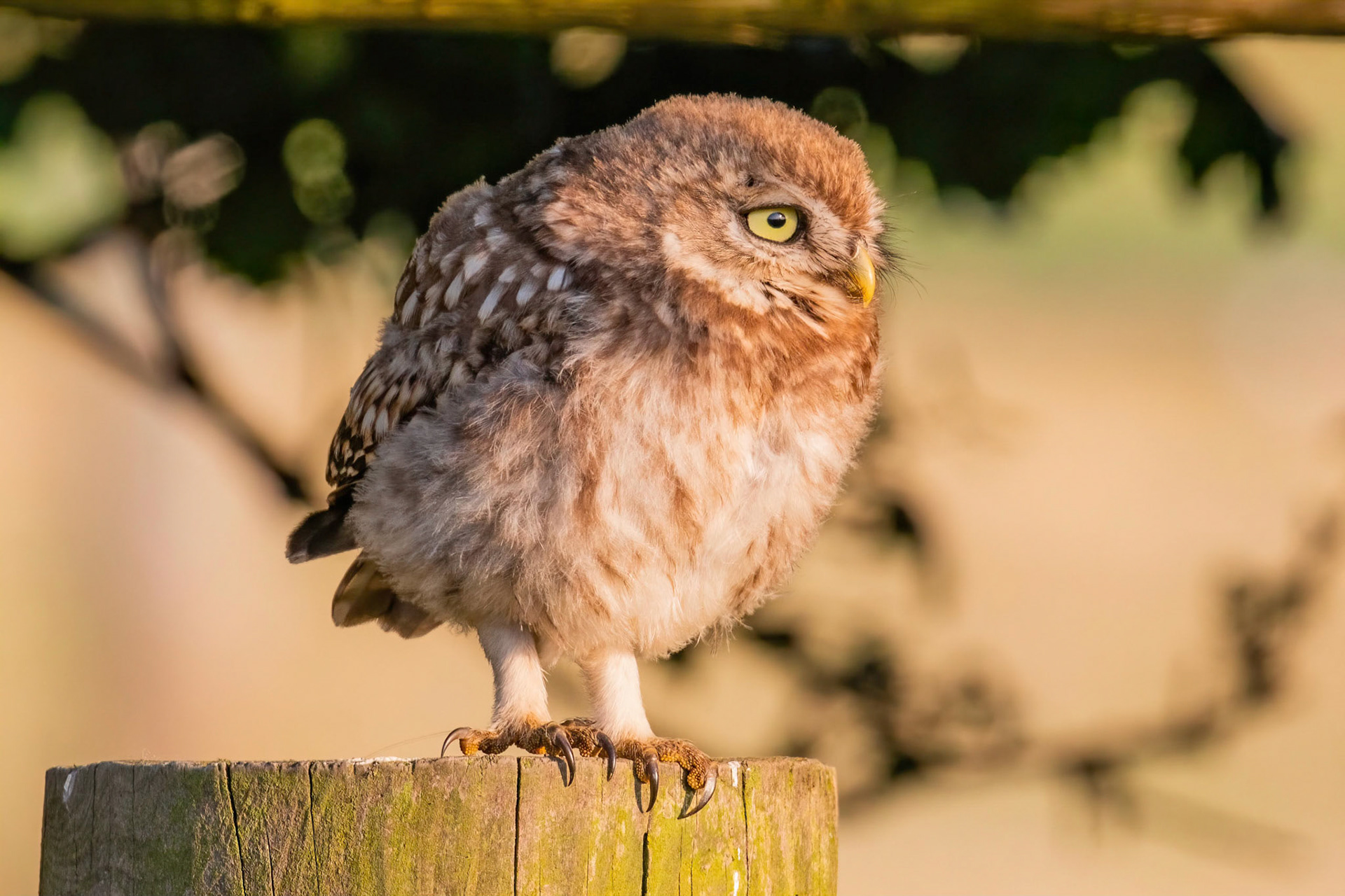 Little Owl ⒸDFBridgeman 2021