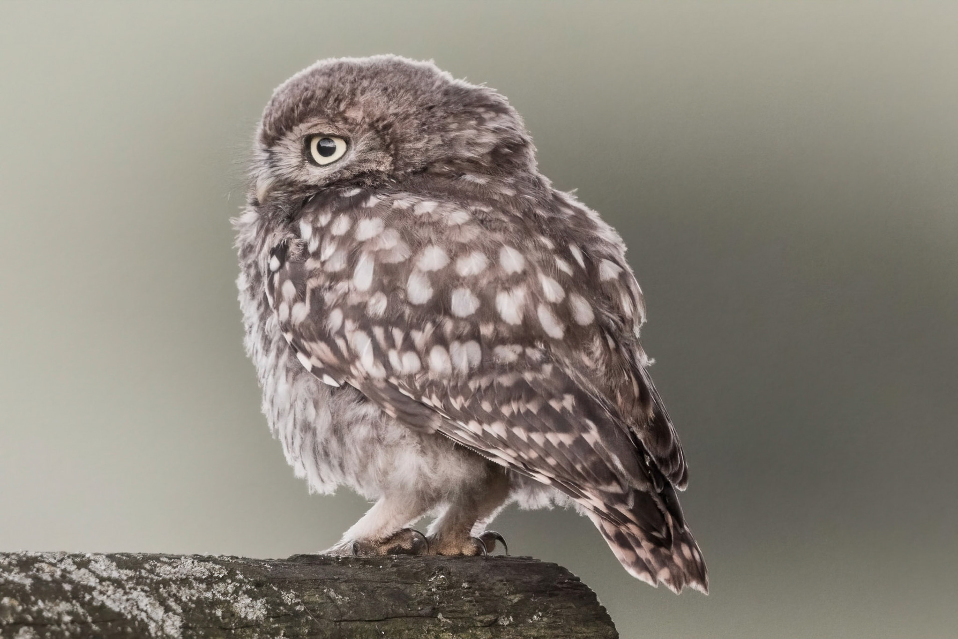 Little Owl ⒸArthur Cicada 2022