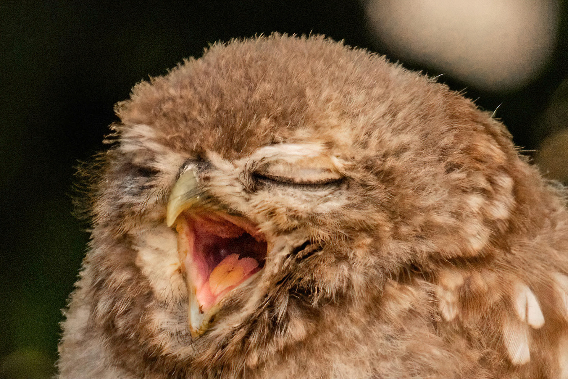 Little Owl ⒸArthur Cicada 2022