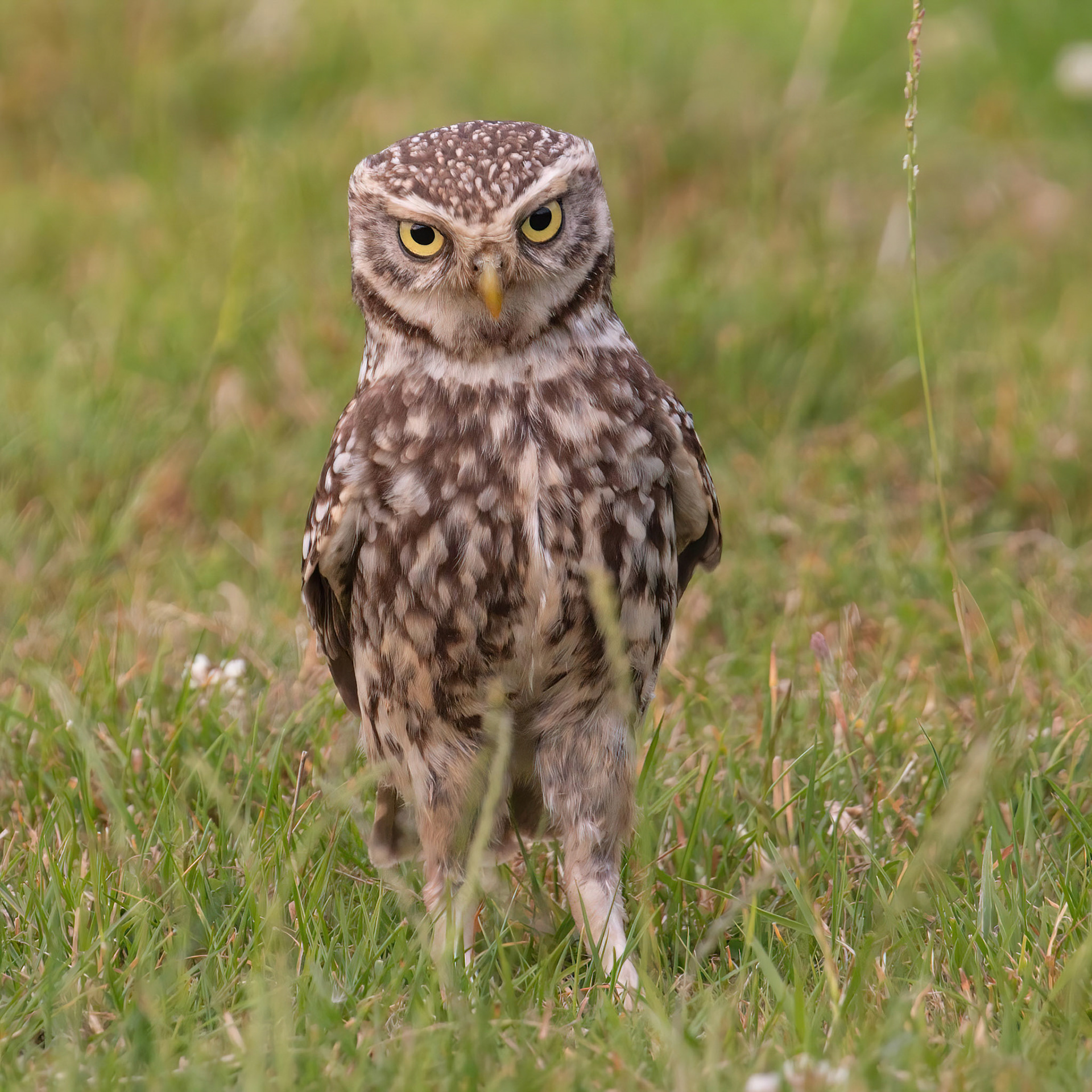 Little Owl ⒸArthur Cicada 2022