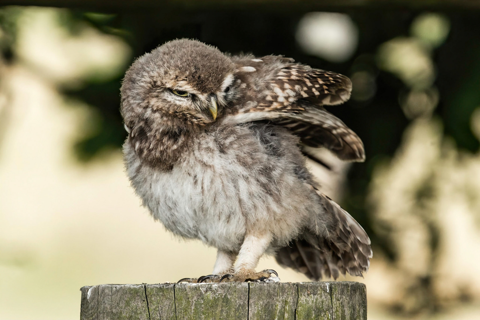 Little Owl ⒸArthur Cicada 2022