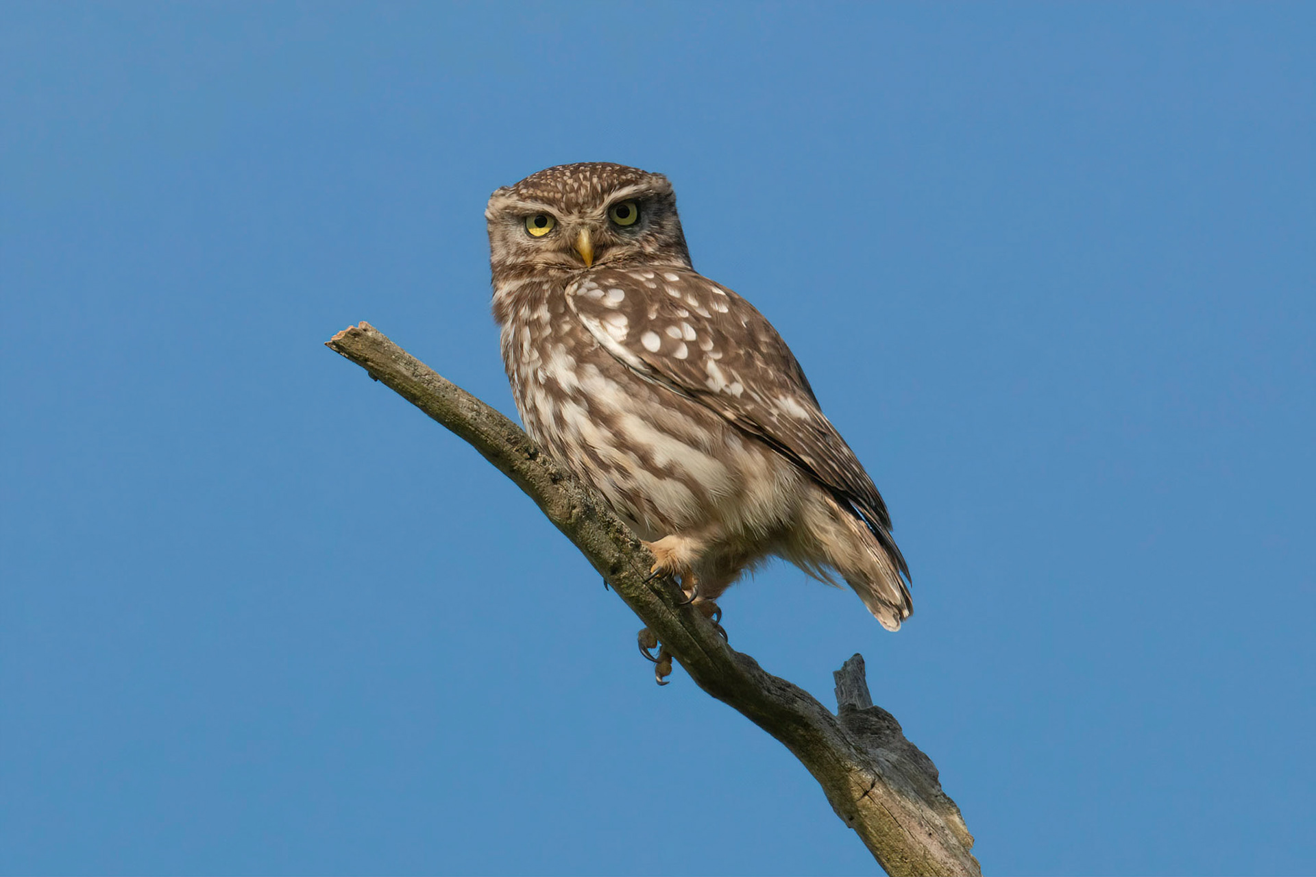 Little Owl ⒸArthur Cicada 2022