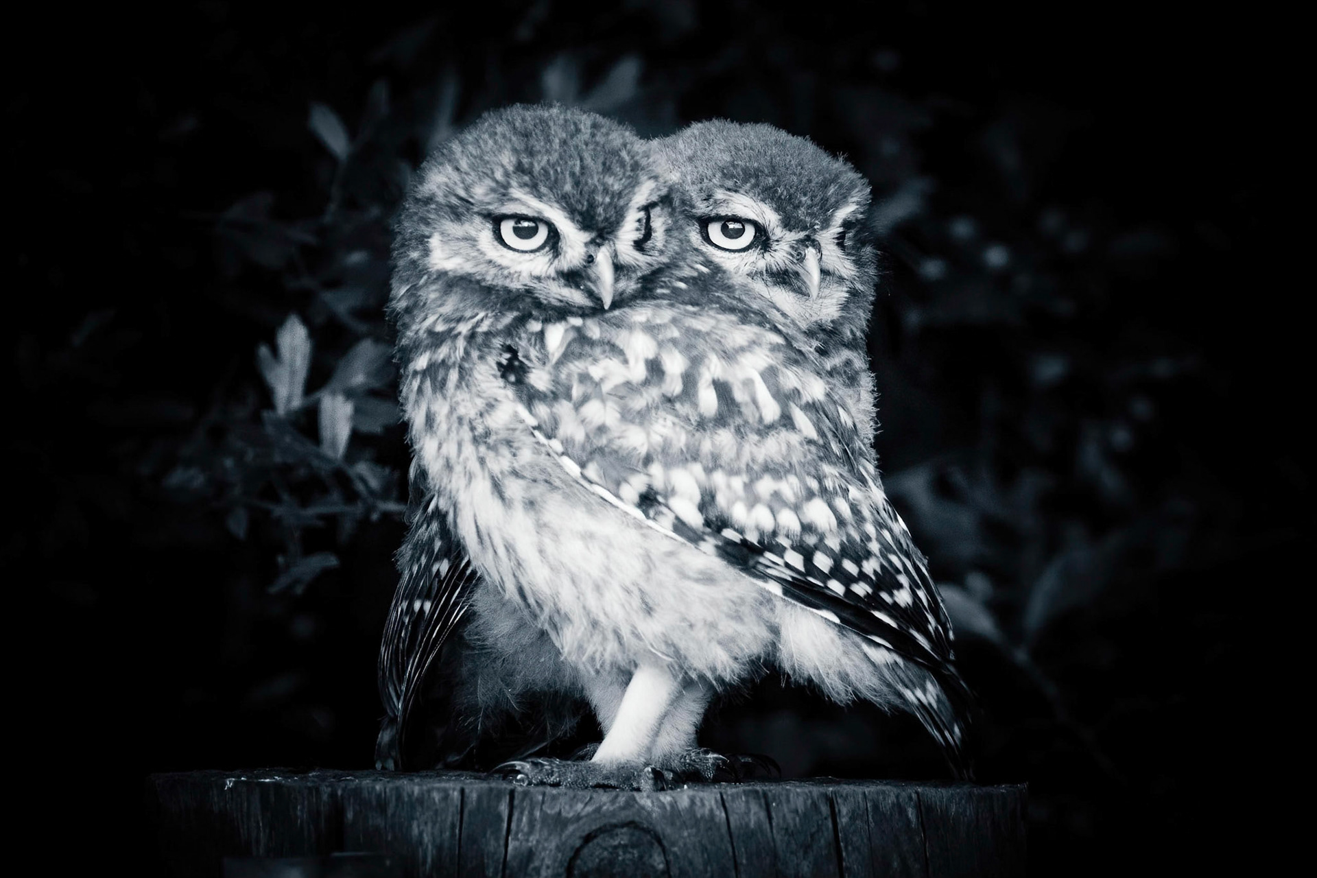 Little Owl ⒸArthur Cicada 2022