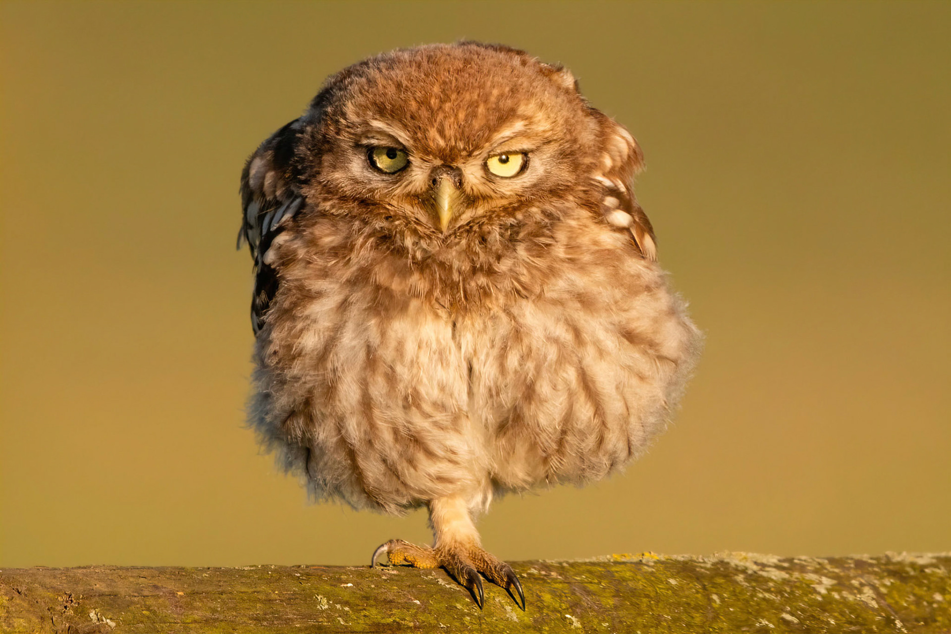 Little Owl ⒸArthur Cicada 2022