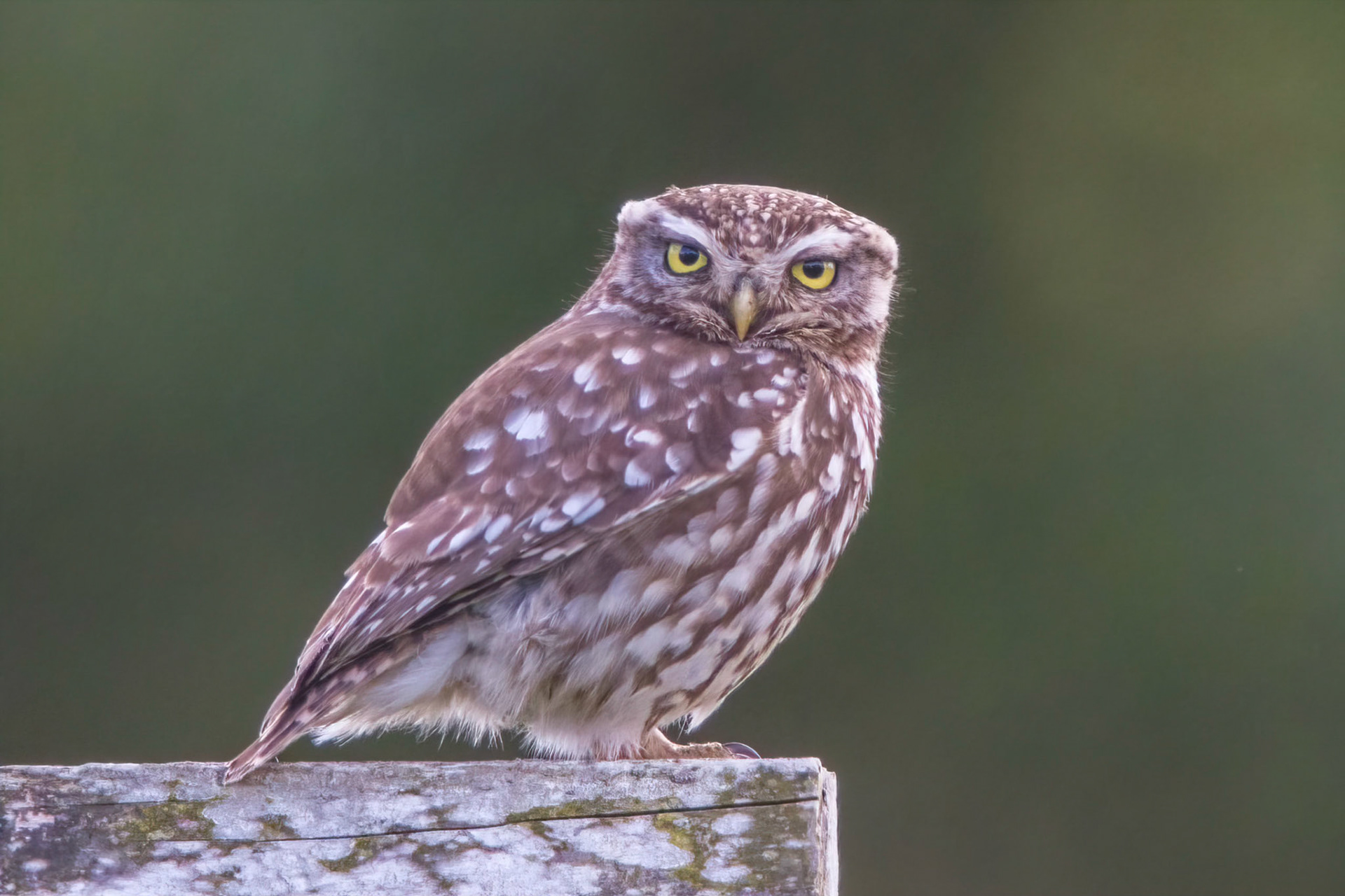 Little Owl ⒸArthur Cicada 2022
