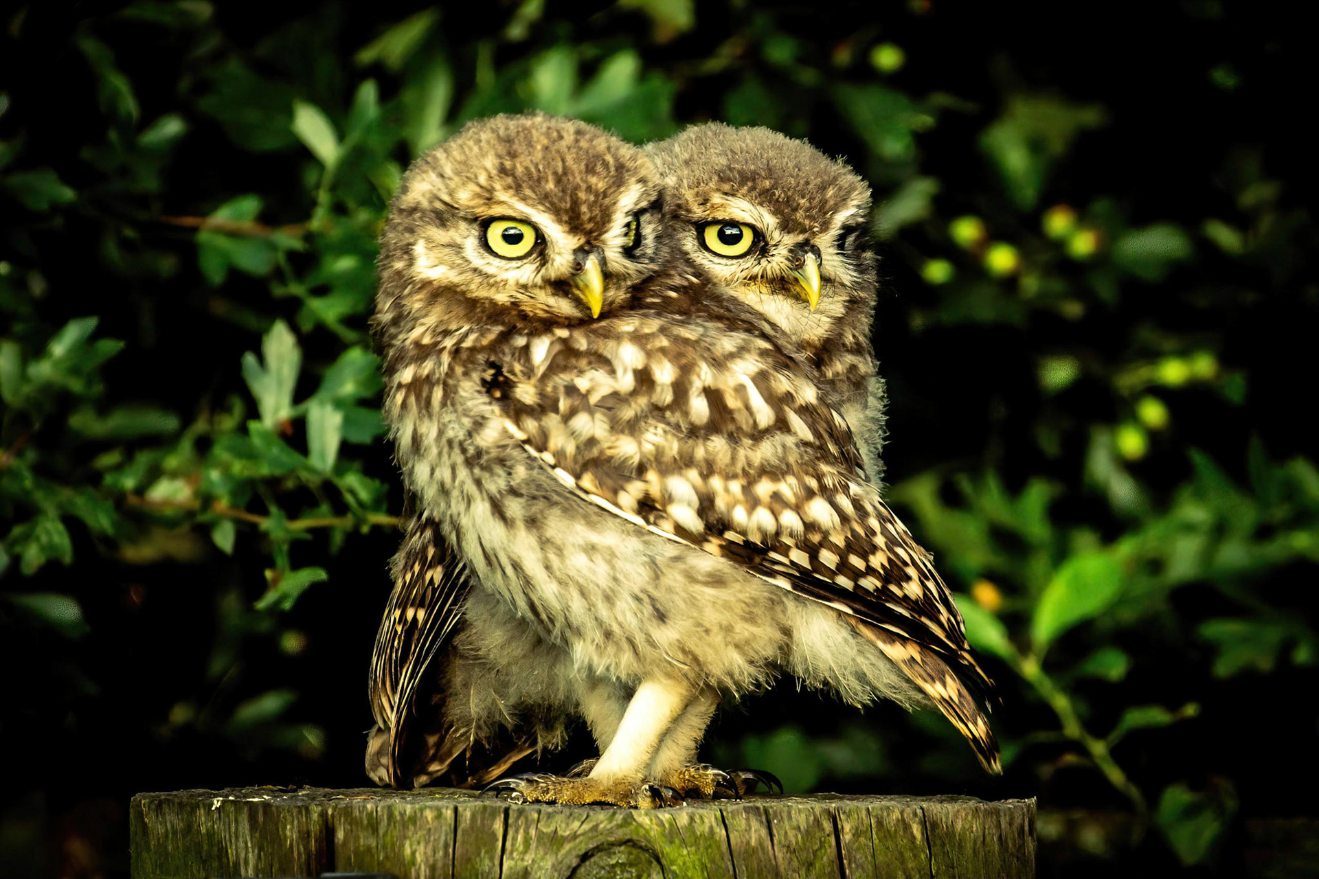 Little Owl ⒸArthur Cicada 2022