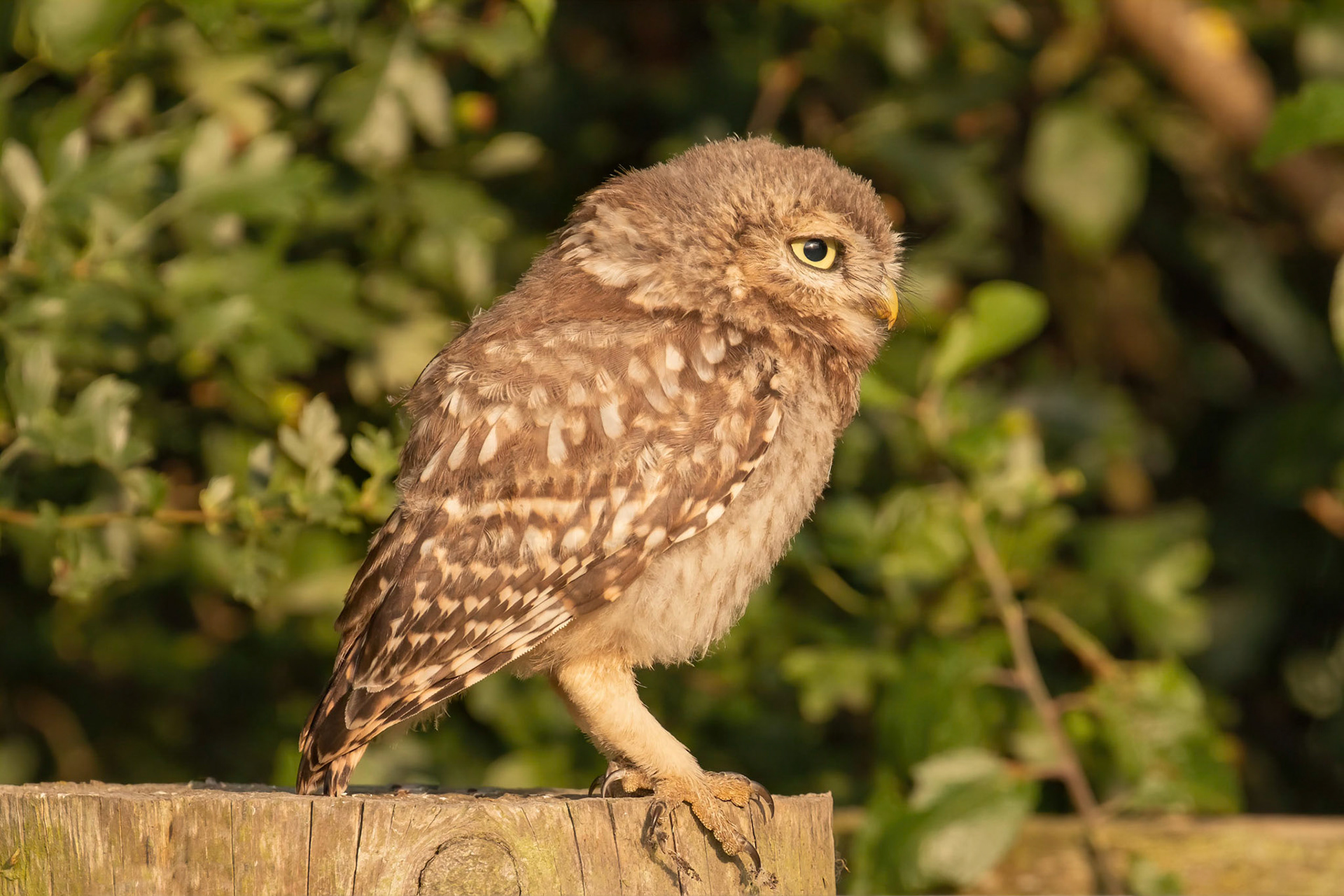 Little Owl ⒸArthur Cicada 2022