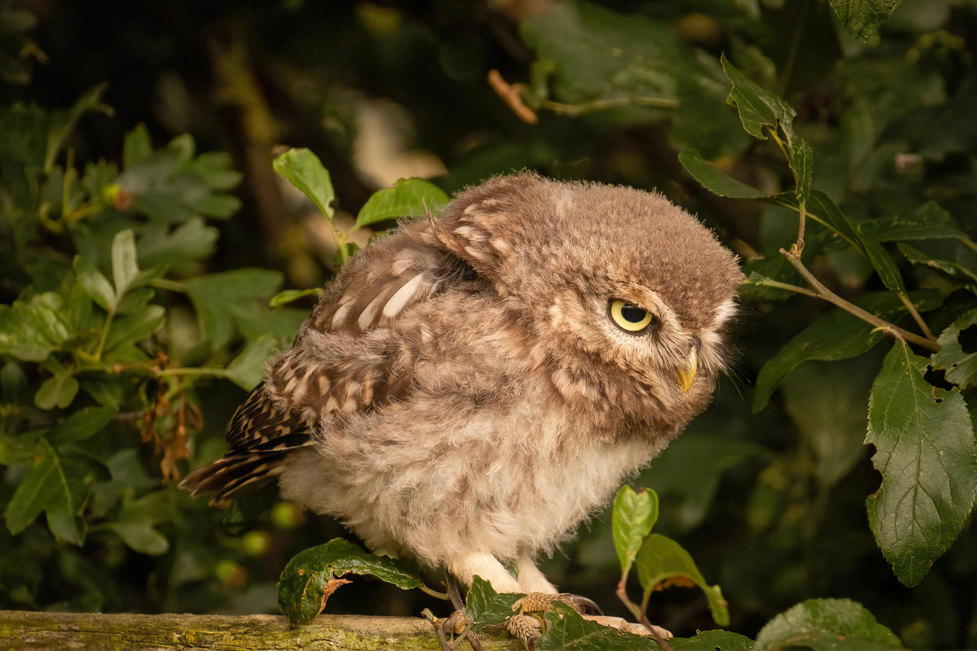 Little Owl ⒸArthur Cicada 2022