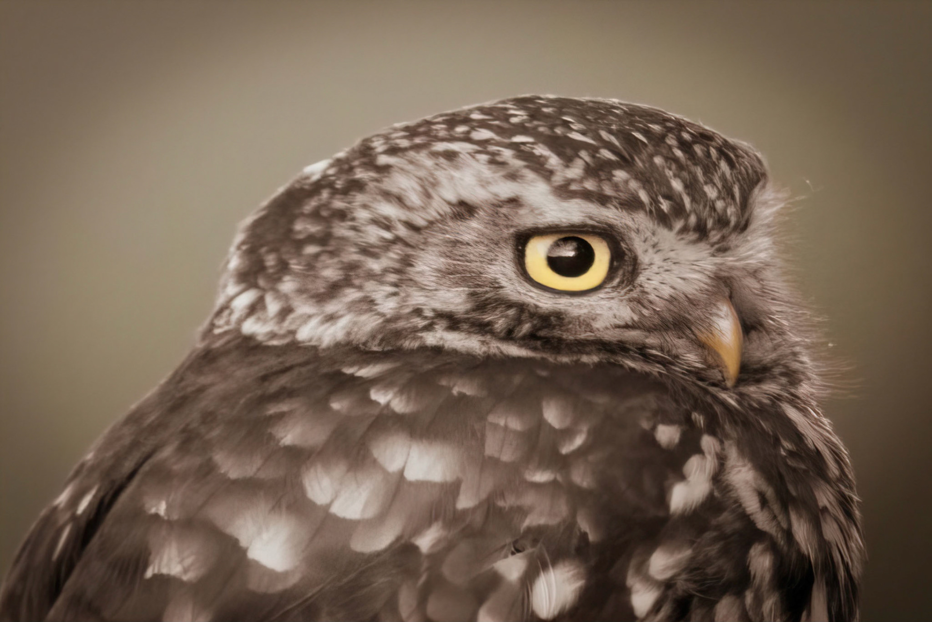 Little Owl ⒸArthur Cicada 2022