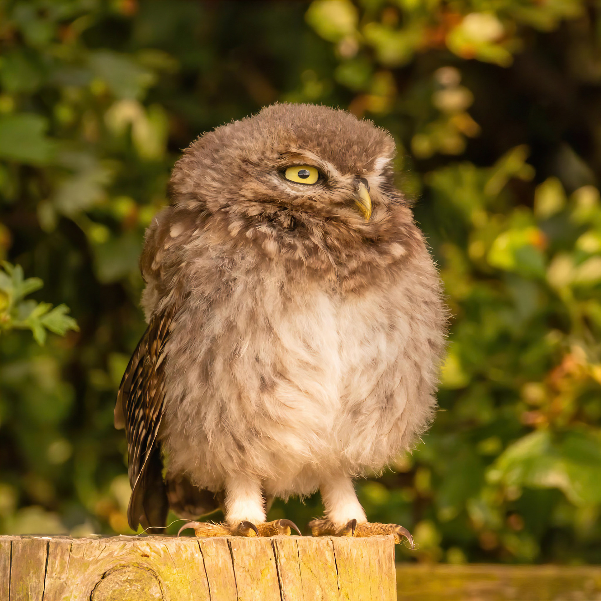 Little Owl ⒸArthur Cicada 2022