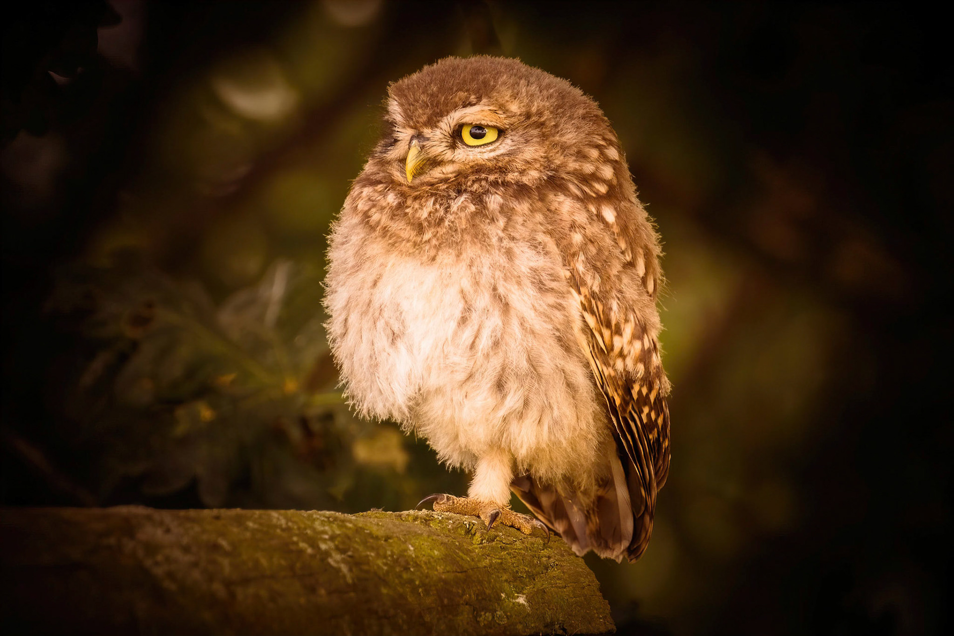 Little Owl ⒸArthur Cicada 2022