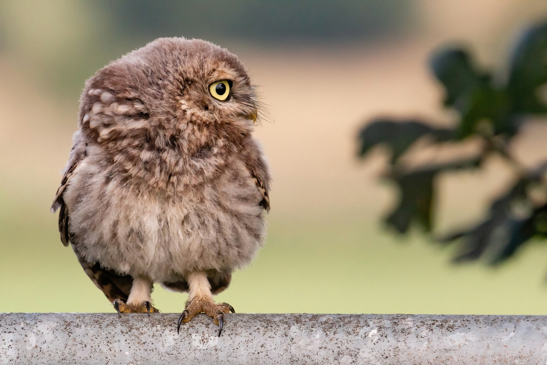 Little Owl ⒸArthur Cicada 2022