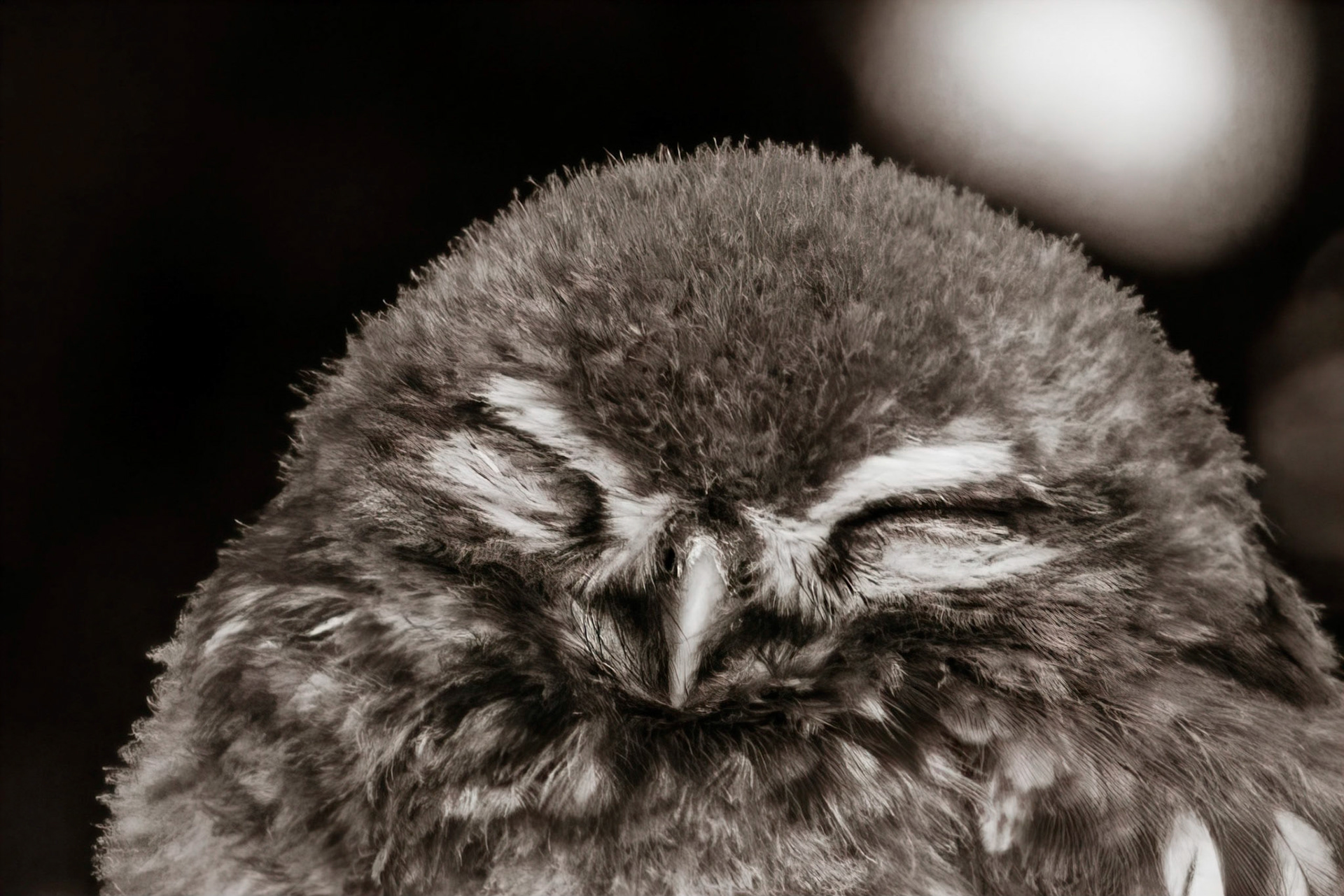 Little Owl ⒸArthur Cicada 2022