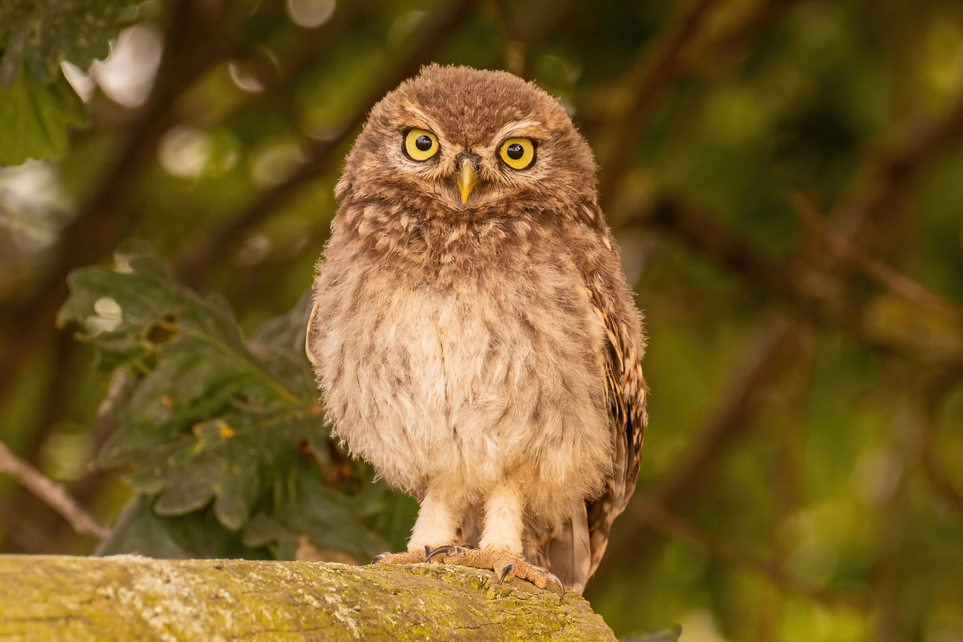 Little Owl ⒸArthur Cicada 2022