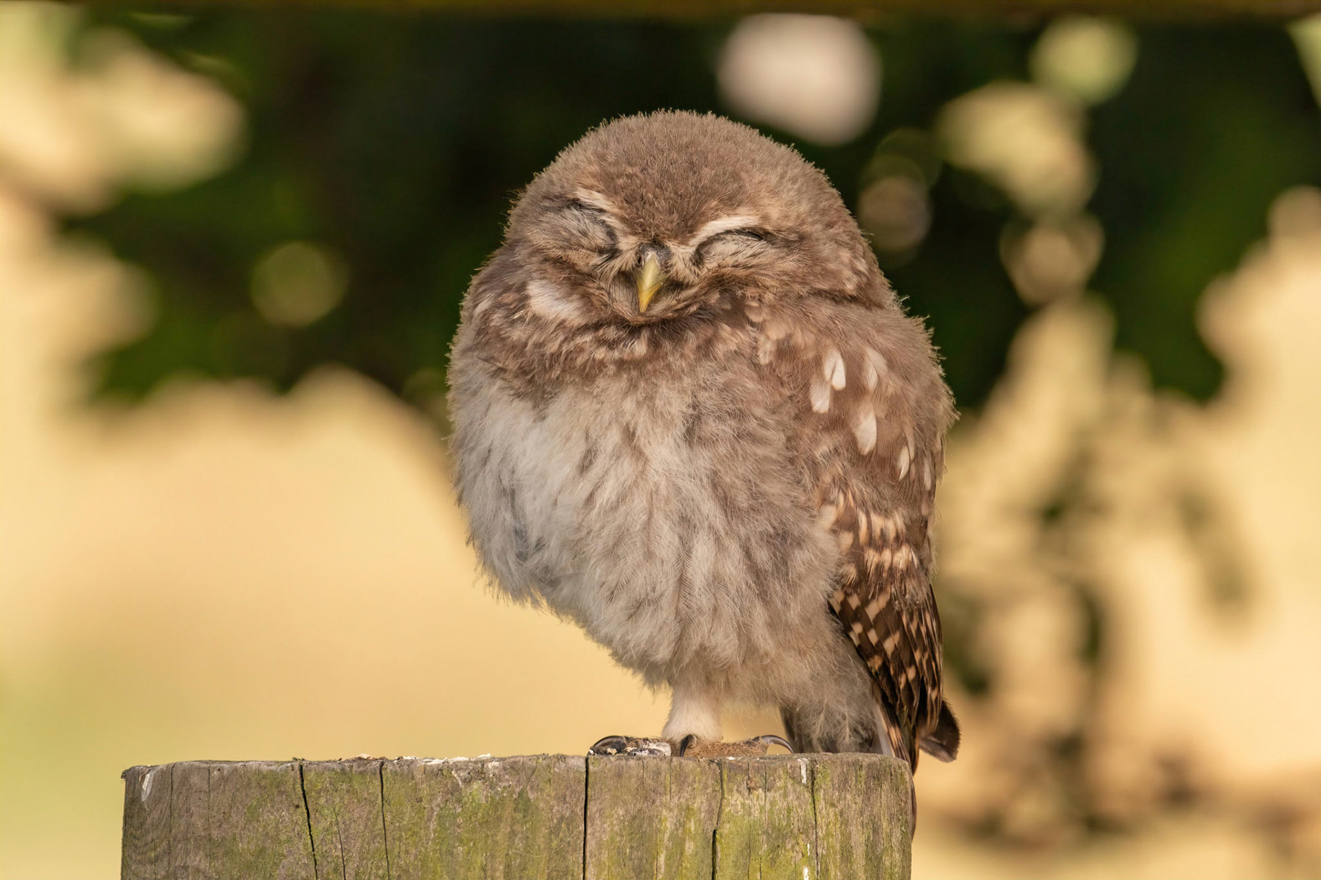 Little Owl ⒸArthur Cicada 2022