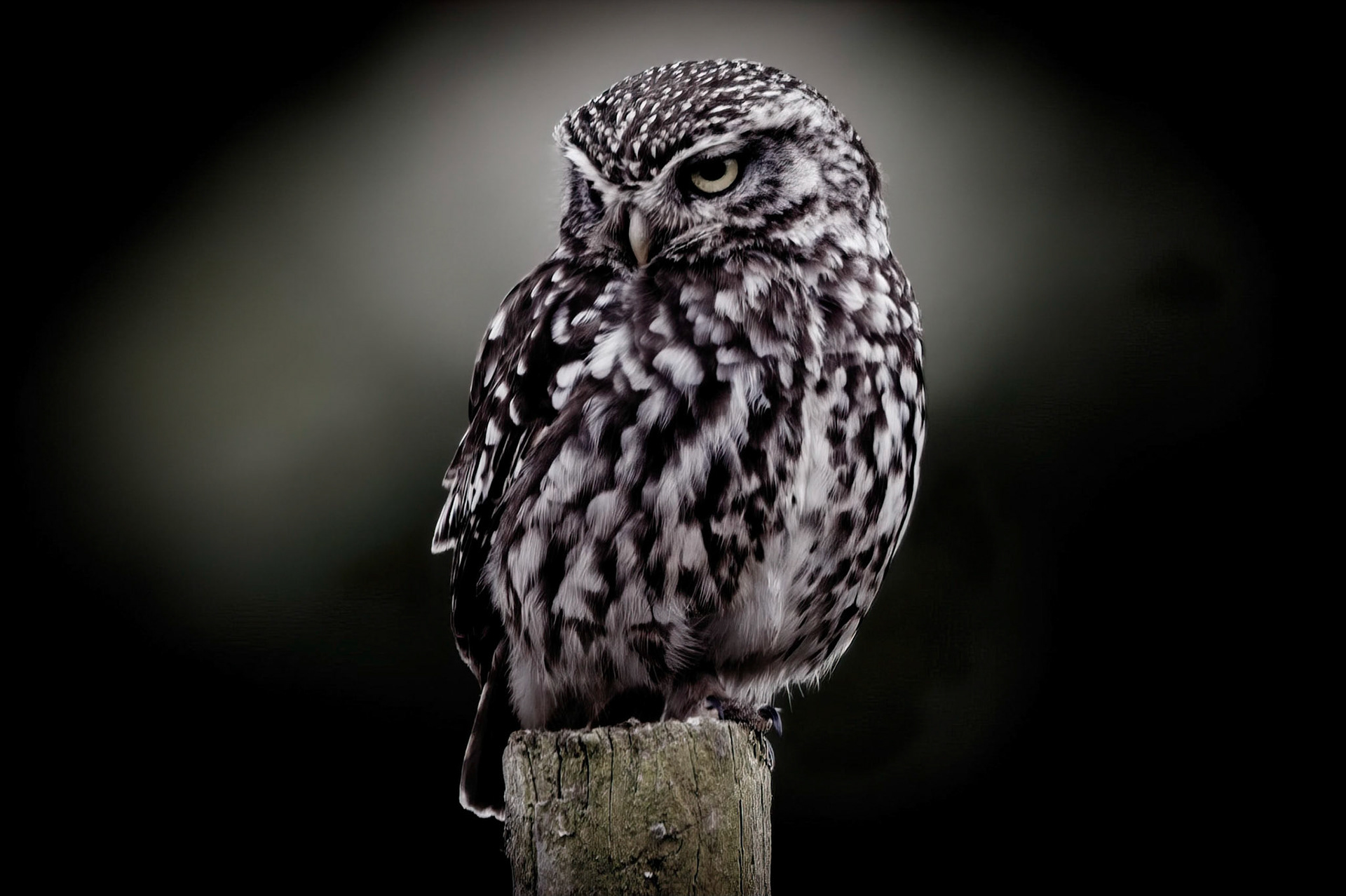Little Owl ⒸArthur Cicada 2022