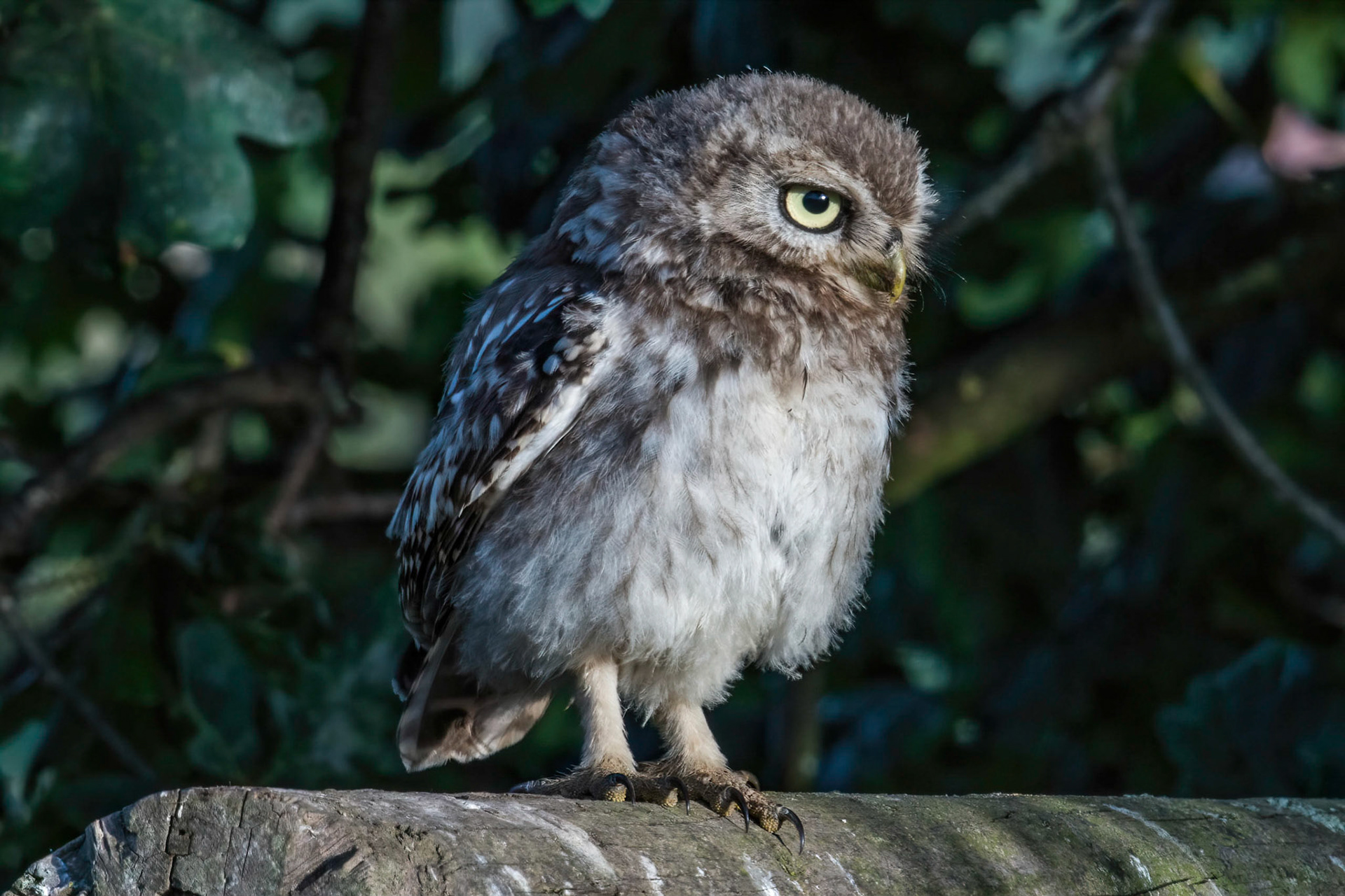 Little Owl ⒸArthur Cicada 2022