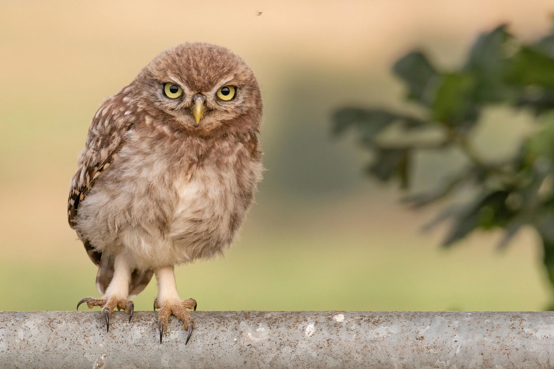 Little Owl ⒸArthur Cicada 2022