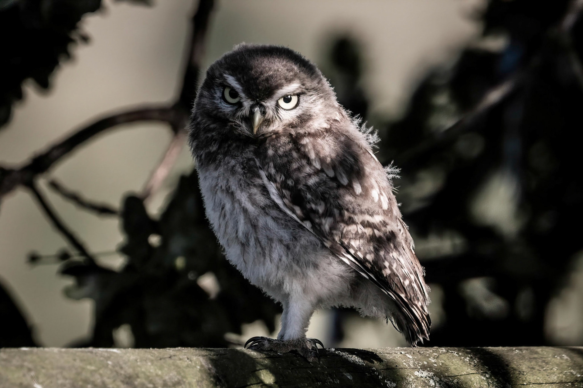 Little Owl ⒸArthur Cicada 2022