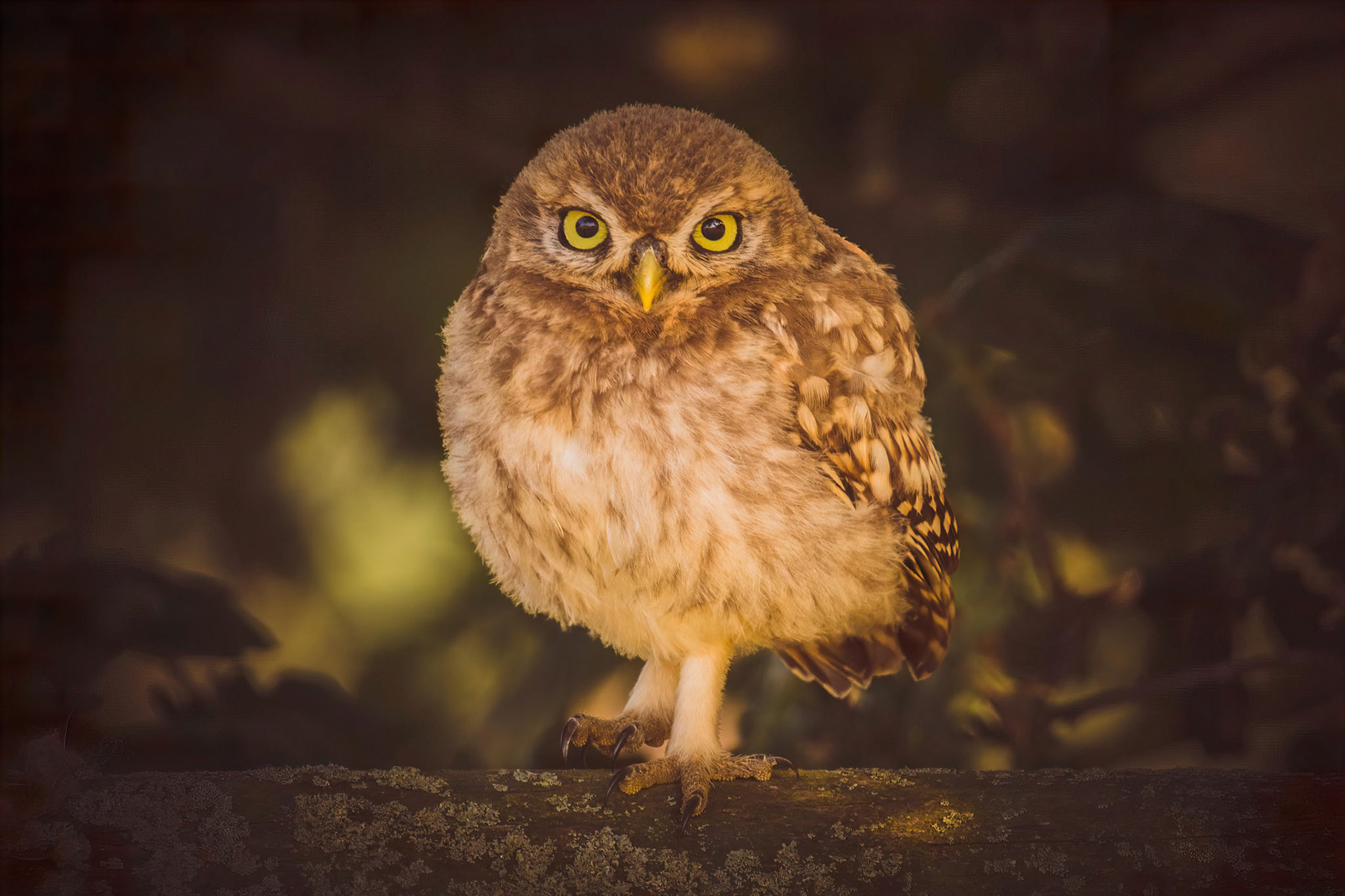 Little Owl ⒸArthur Cicada 2022