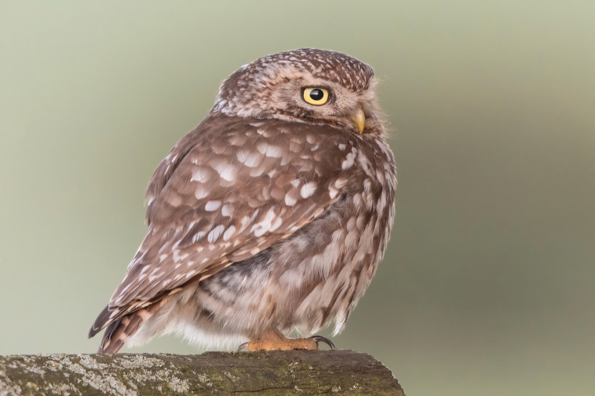 Little Owl ⒸArthur Cicada 2022