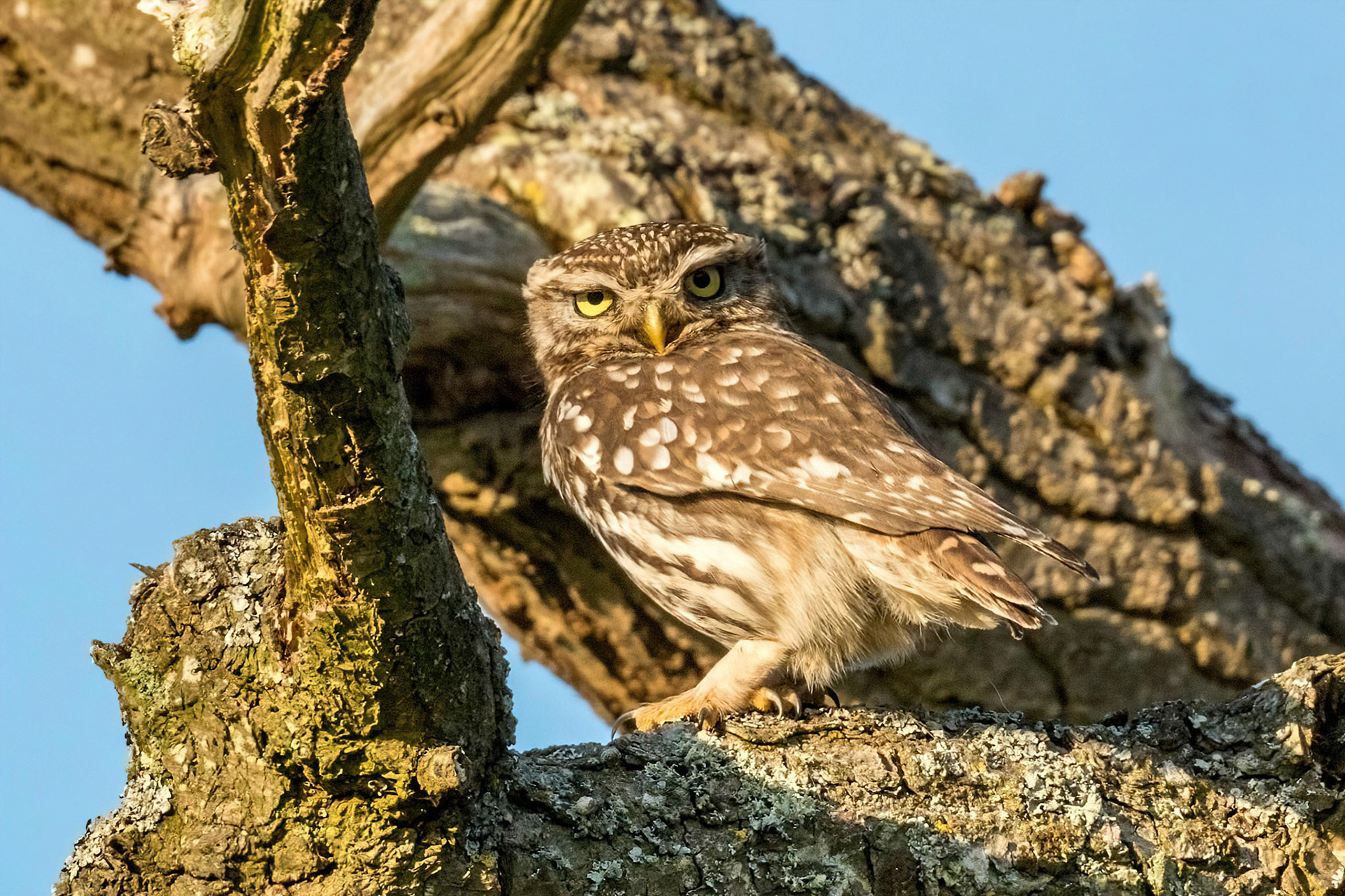Little Owl ⒸArthur Cicada 2022
