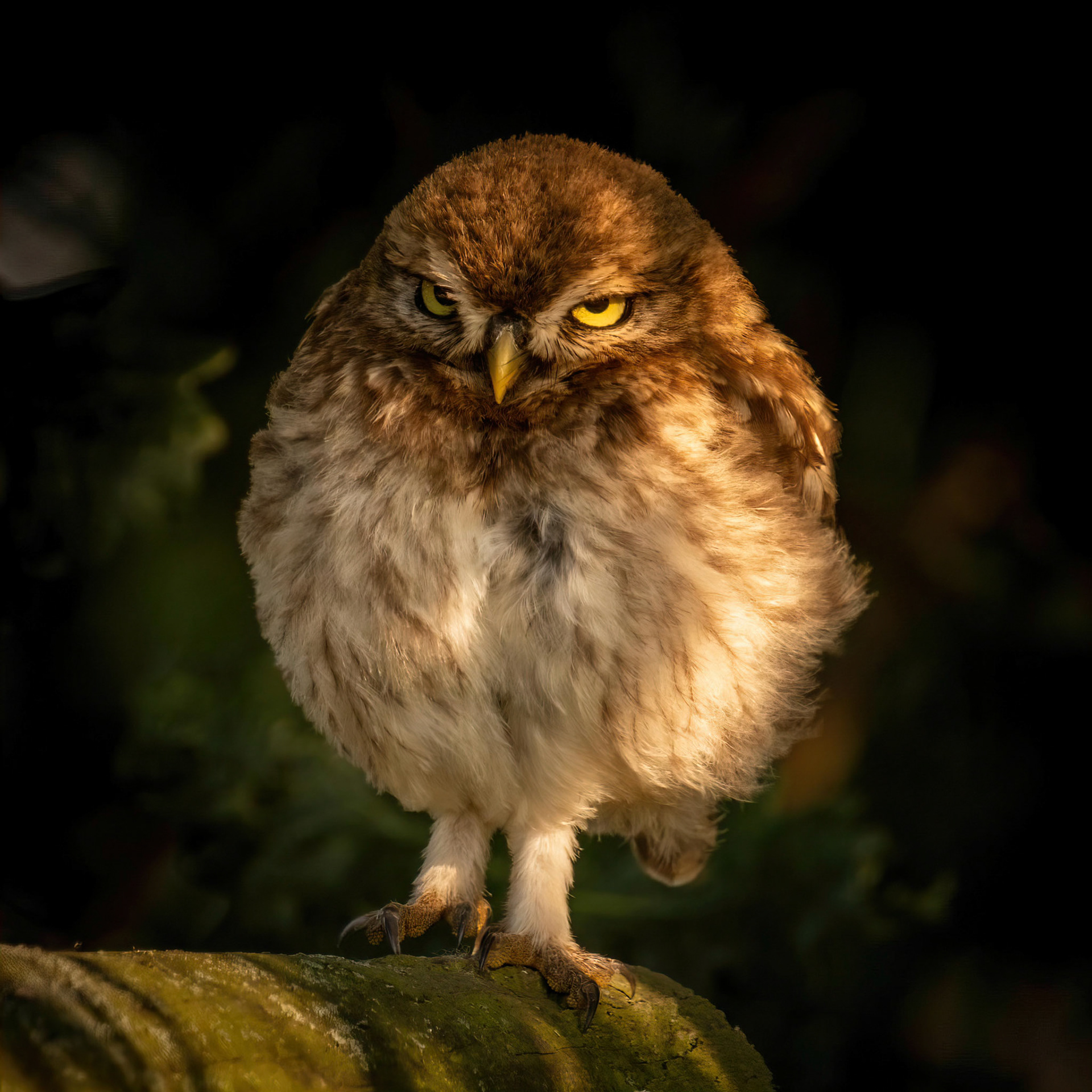 Little Owl ⒸArthur Cicada 2022