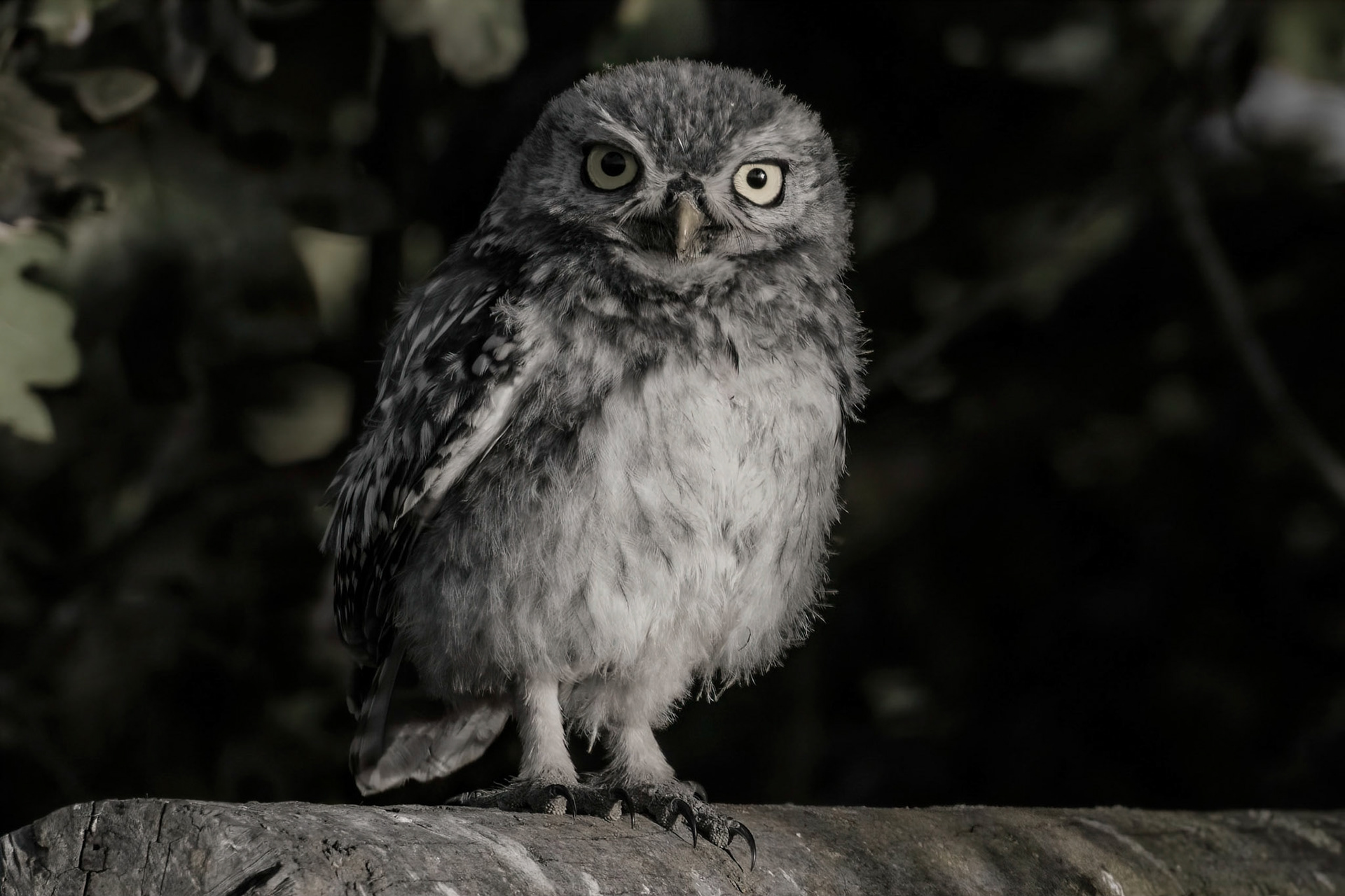 Little Owl ⒸArthur Cicada 2022