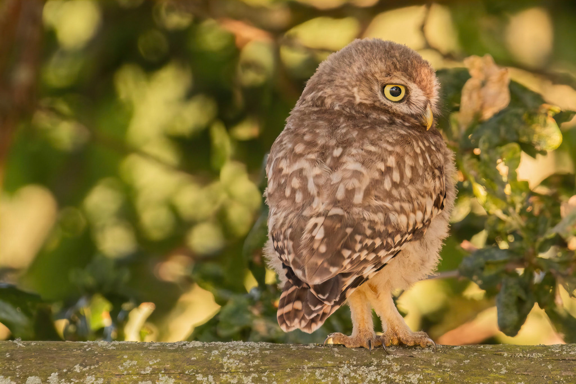 Little Owl ⒸArthur Cicada 2022