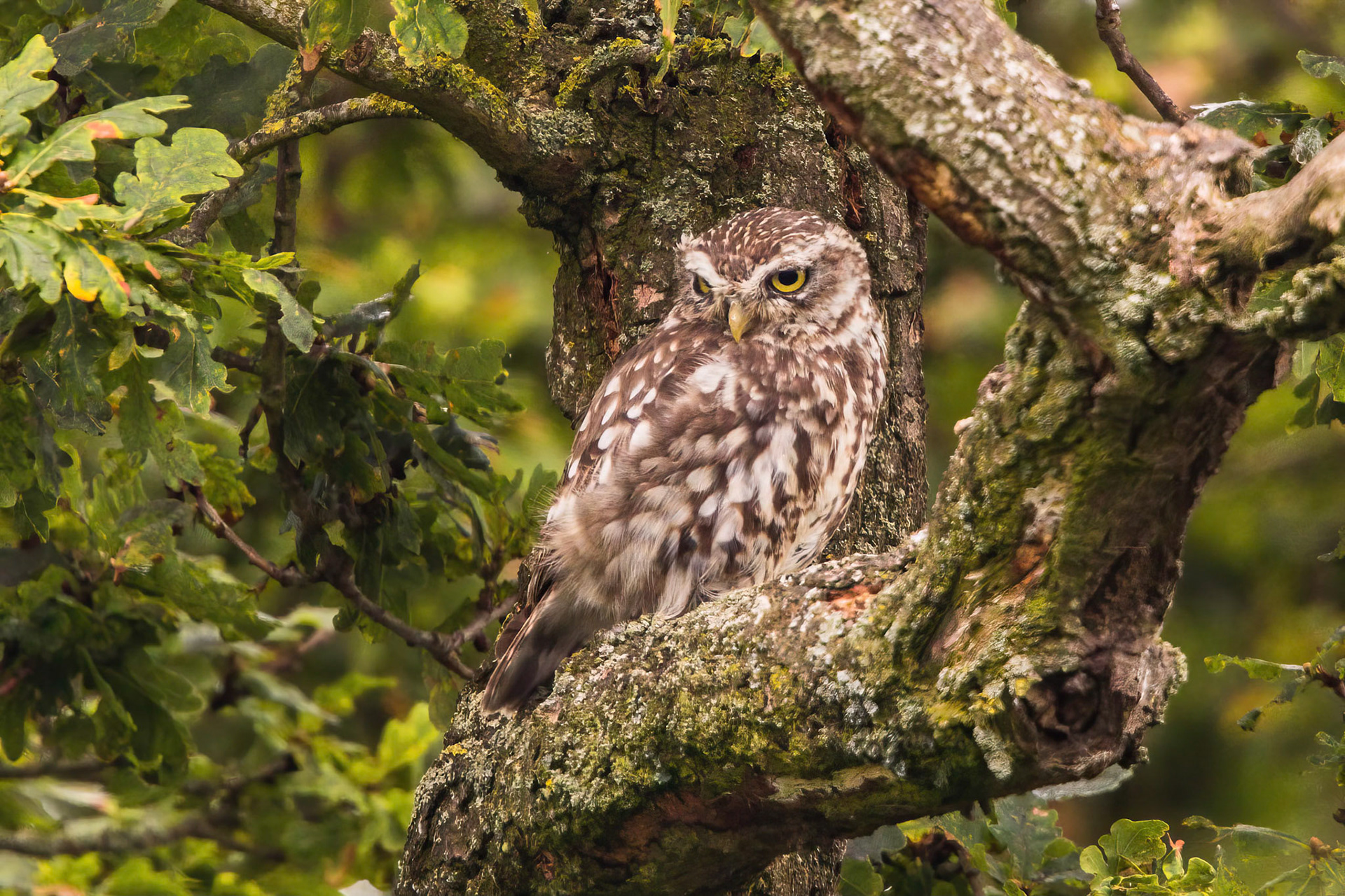 Little Owl ⒸArthur Cicada 2022