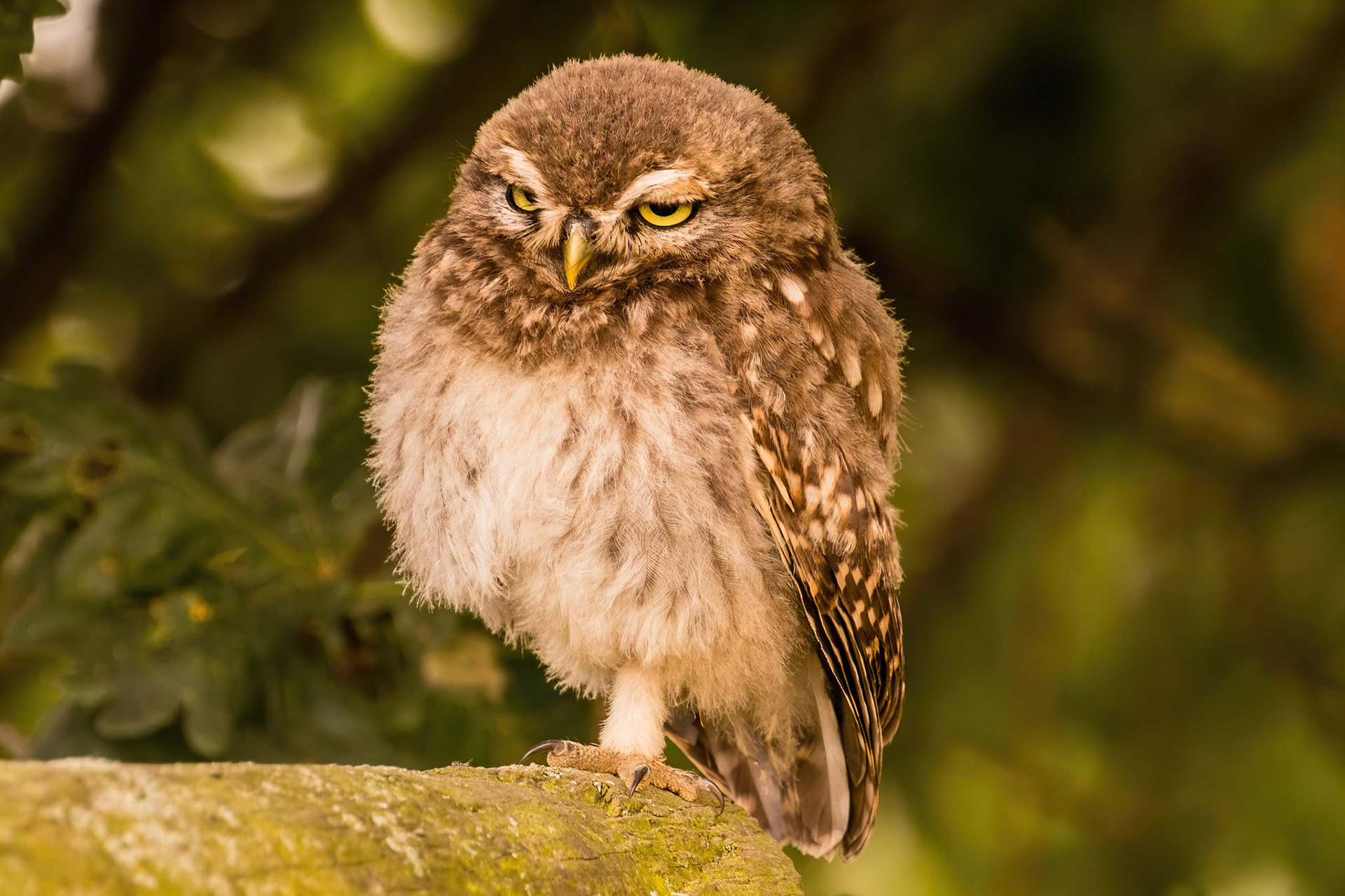 Little Owl ⒸArthur Cicada 2022
