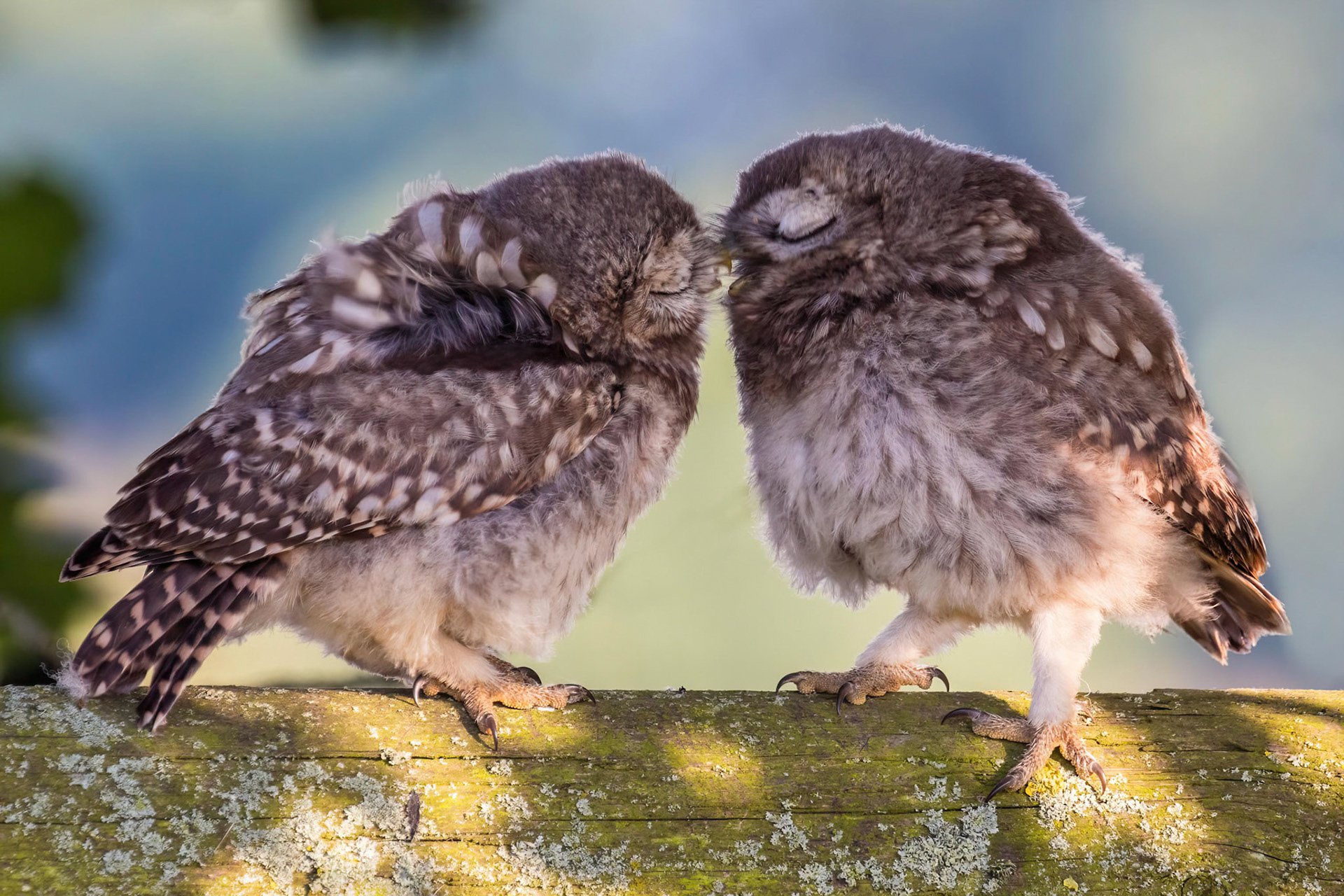 Little Owl ⒸArthur Cicada 2022