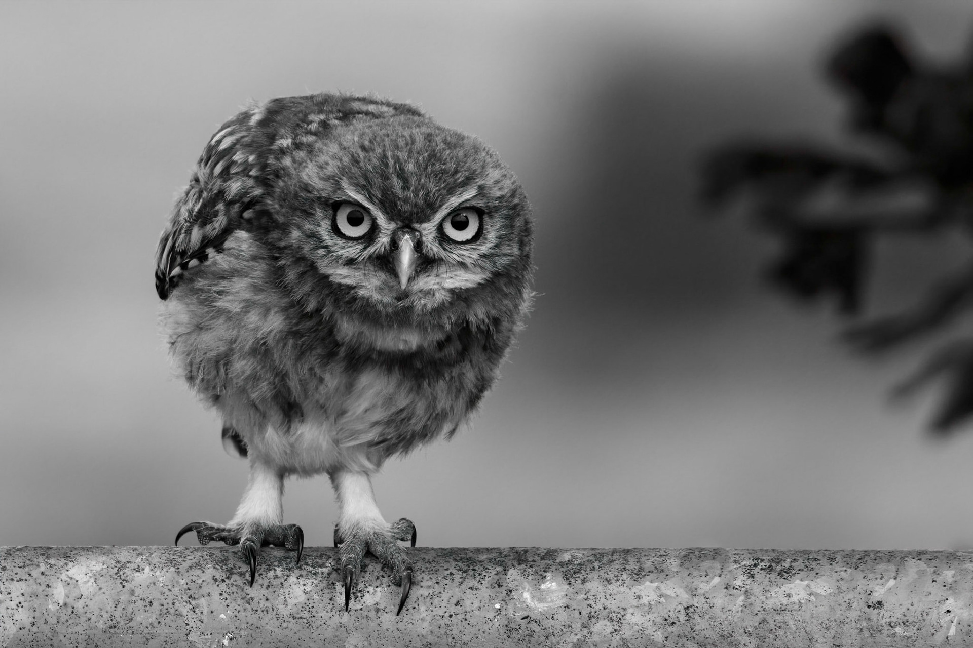 Little Owl ⒸArthur Cicada 2022