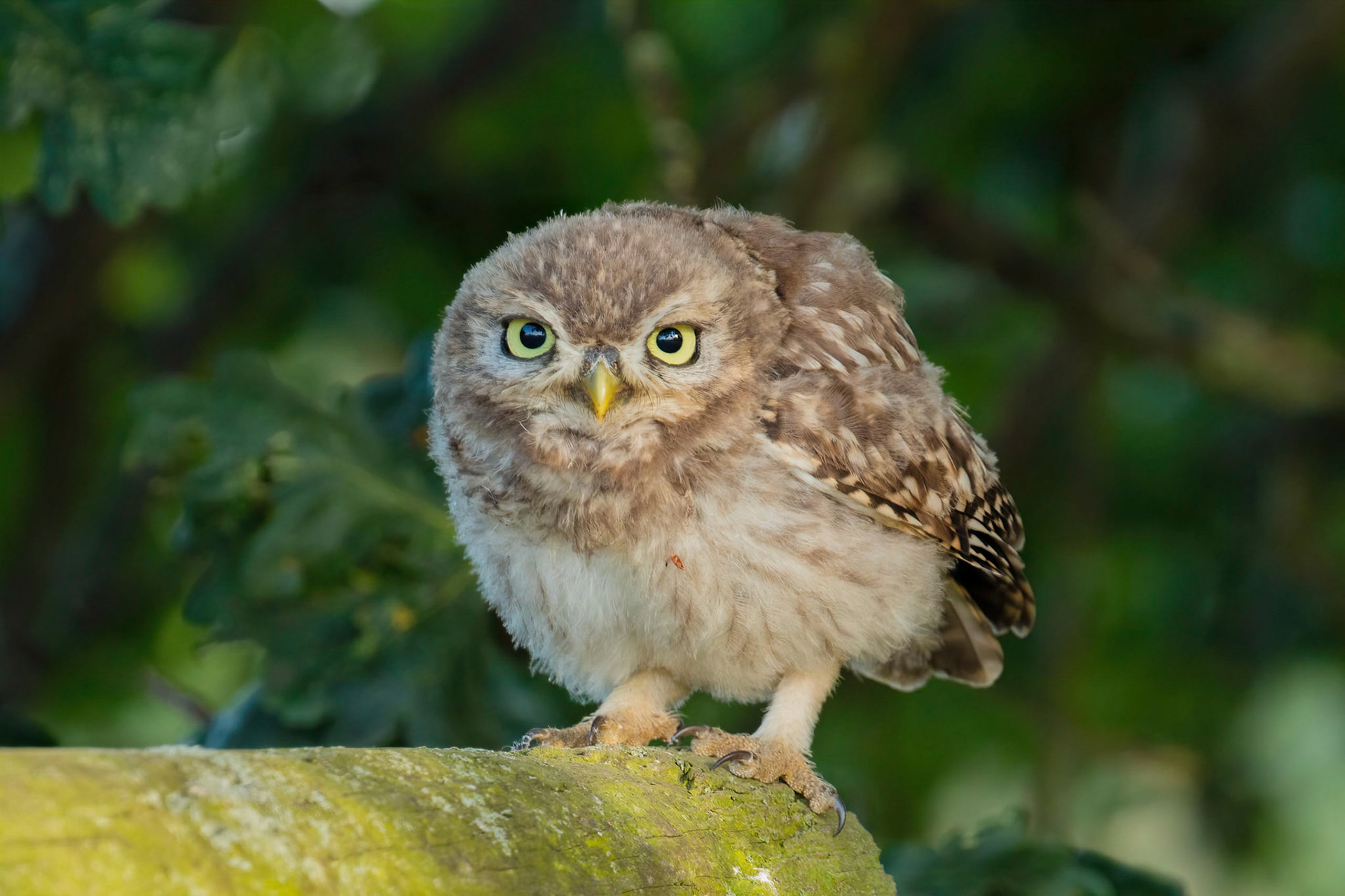 Little Owl ⒸArthur Cicada 2022