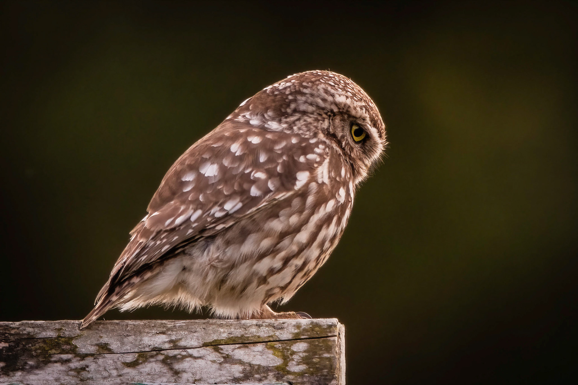 Little Owl ⒸArthur Cicada 2022