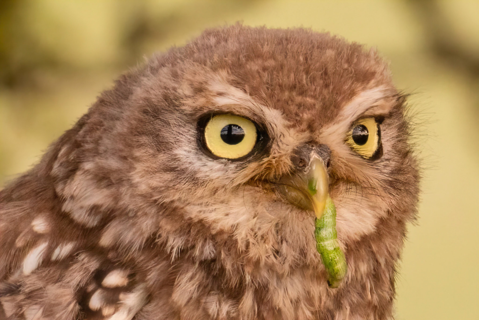 Little Owl ⒸArthur Cicada 2022