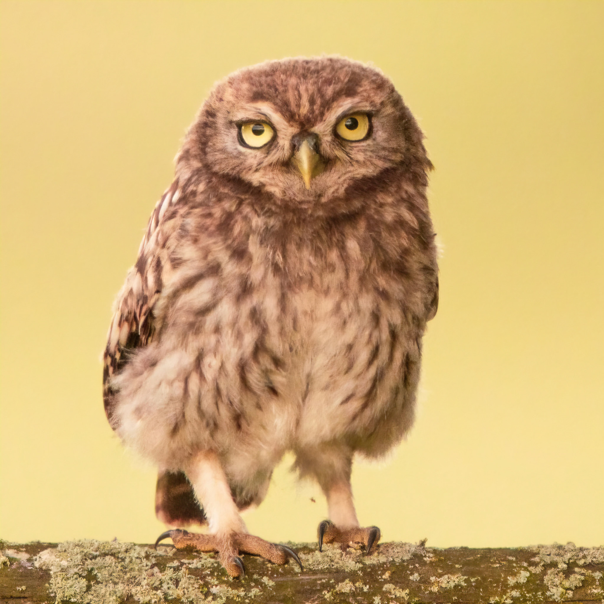 Little Owl ⒸArthur Cicada 2022