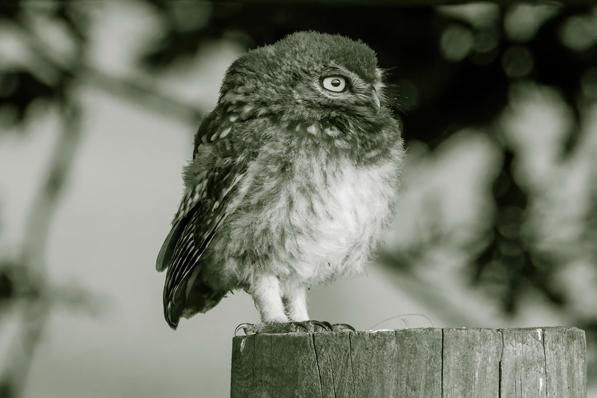 Little Owl ⒸArthur Cicada 2022